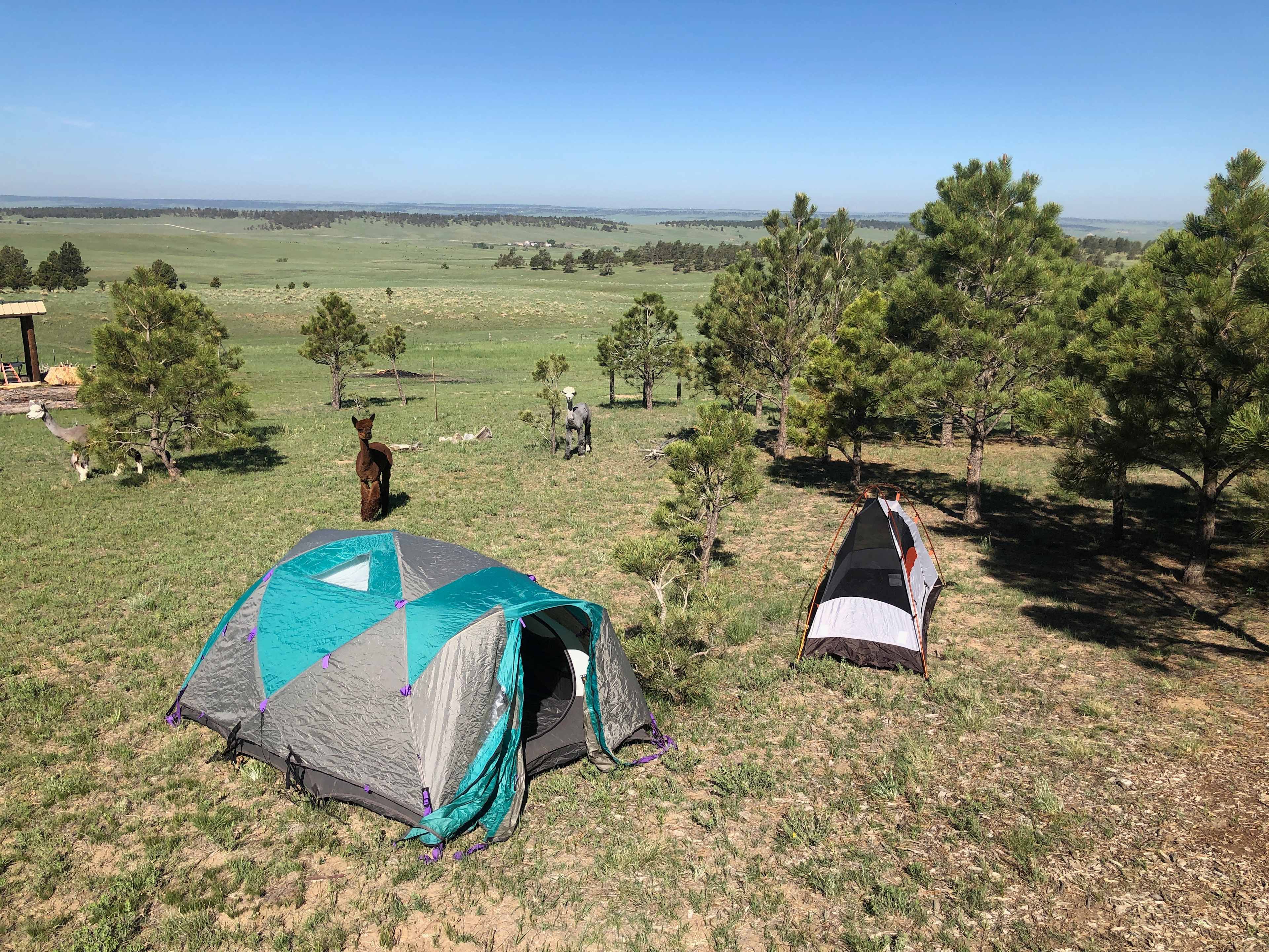 We have a number of different places you can set up your tents in this young forest with beautiful views!