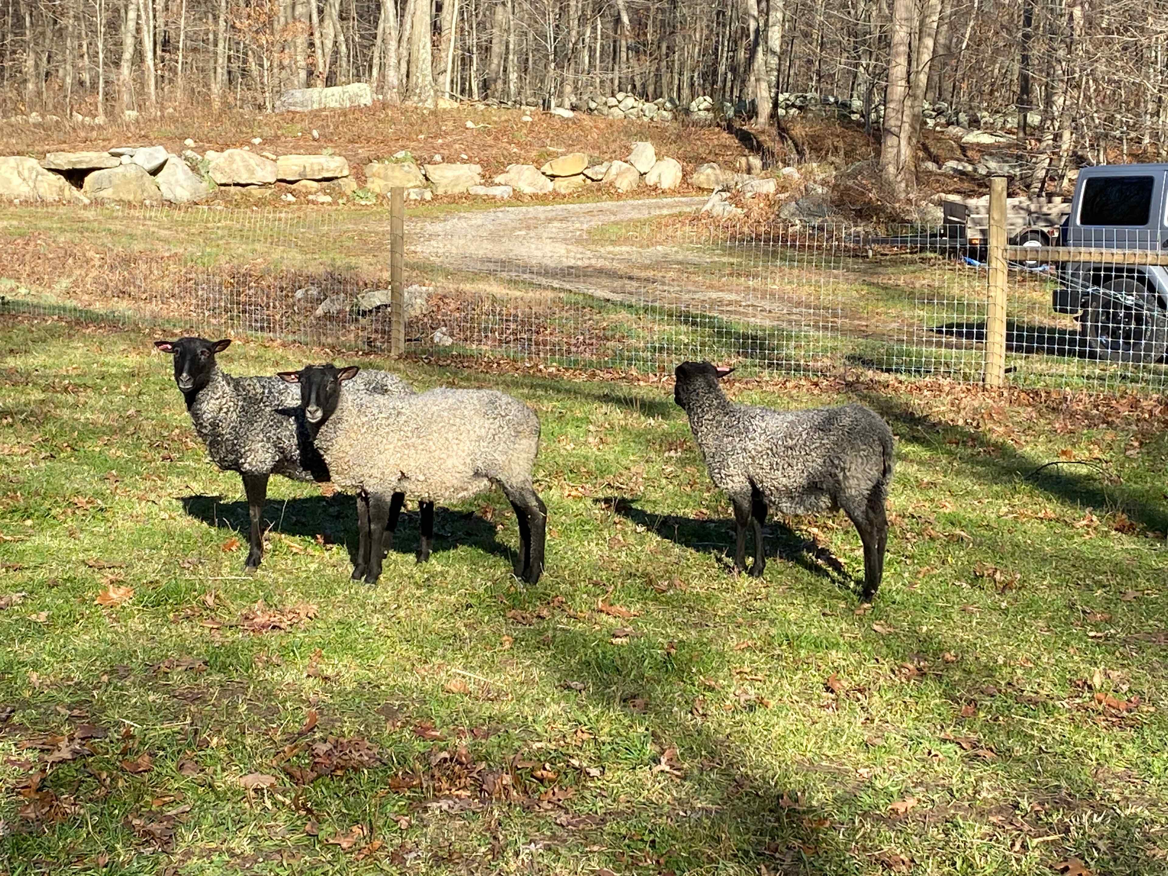 Blackburn Farm