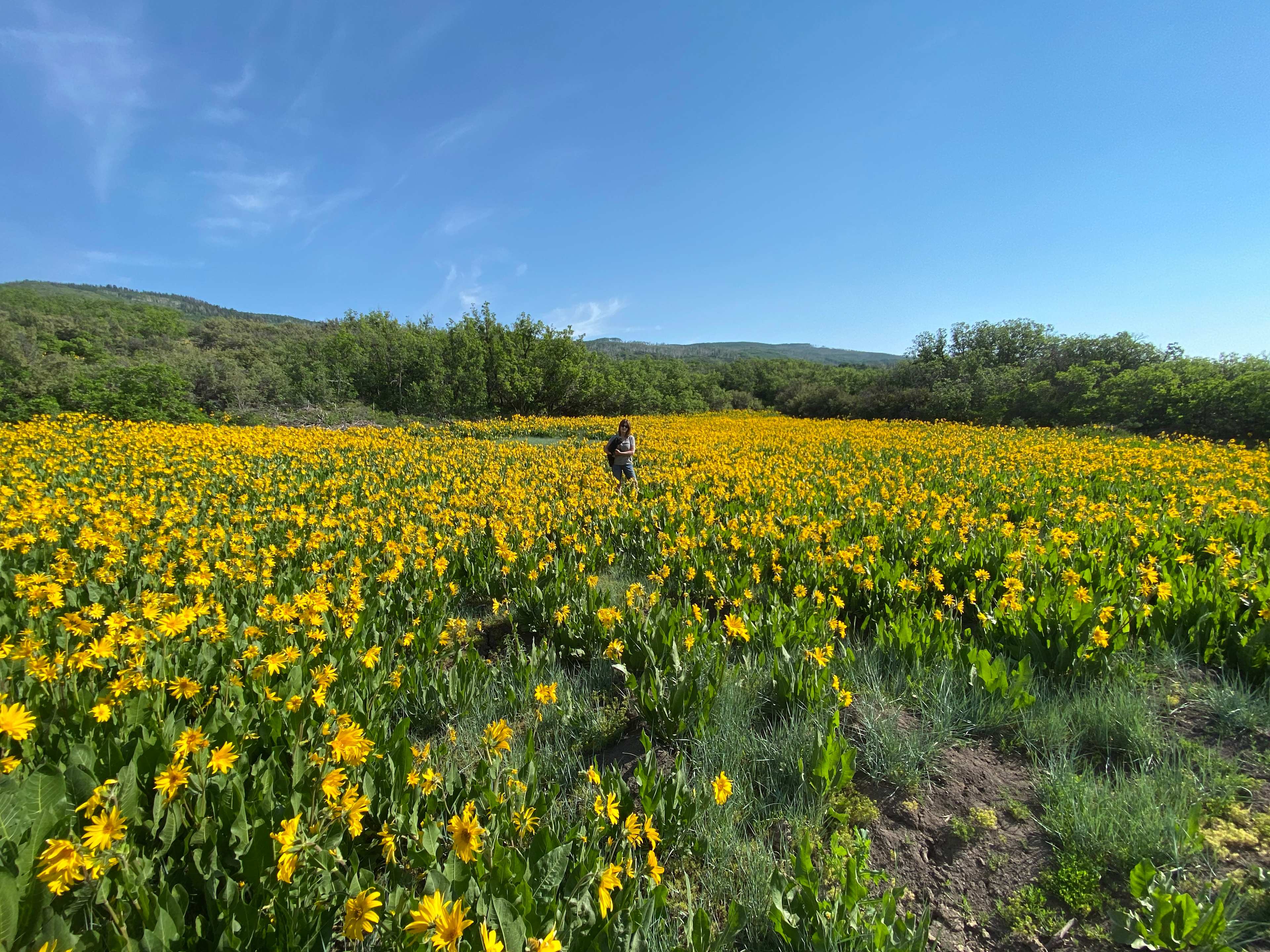 Wildflowers are showing off!