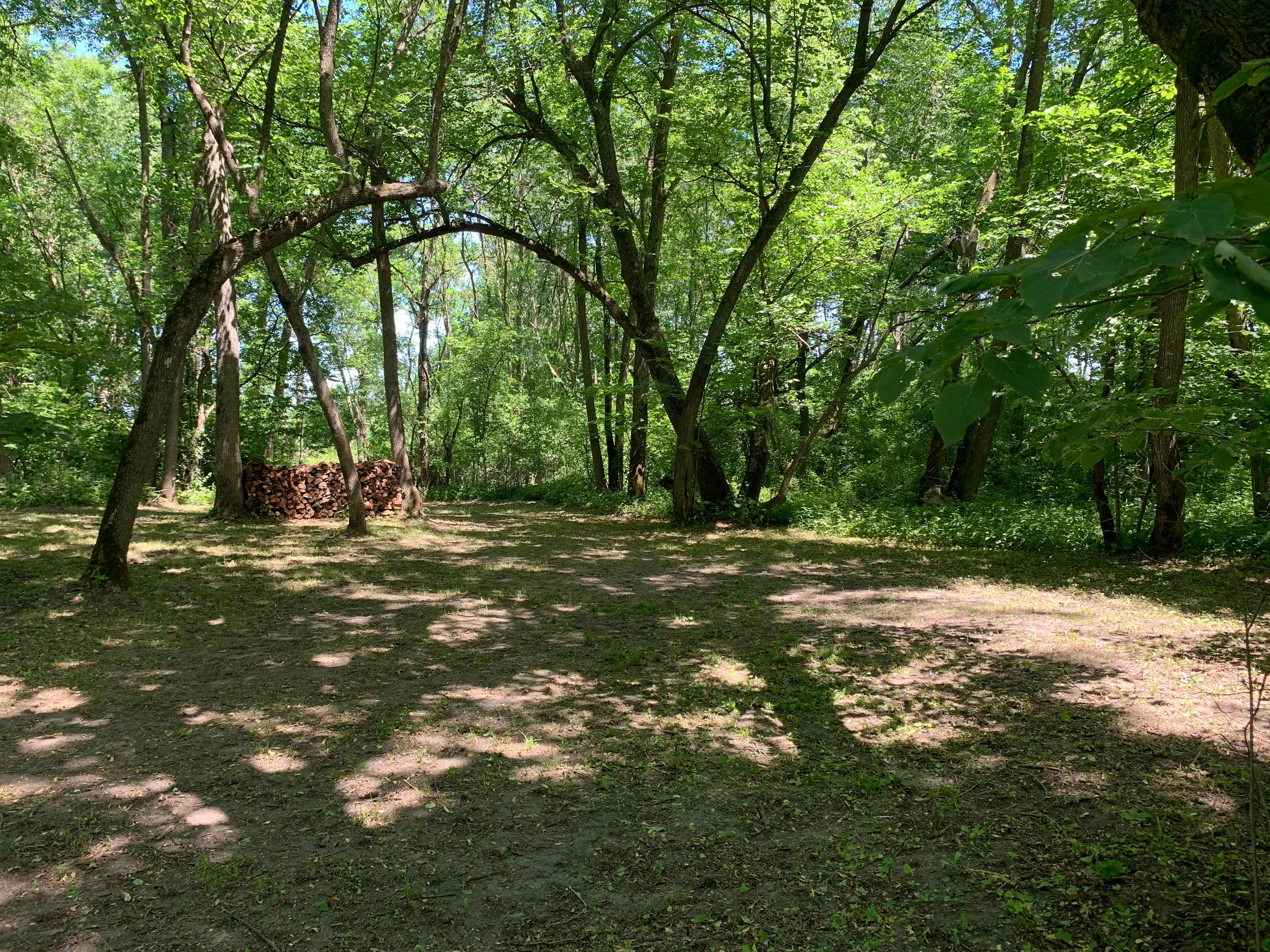 The Woods