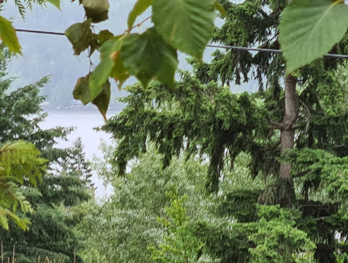 This is the great view through the trees to #shuswap lake.