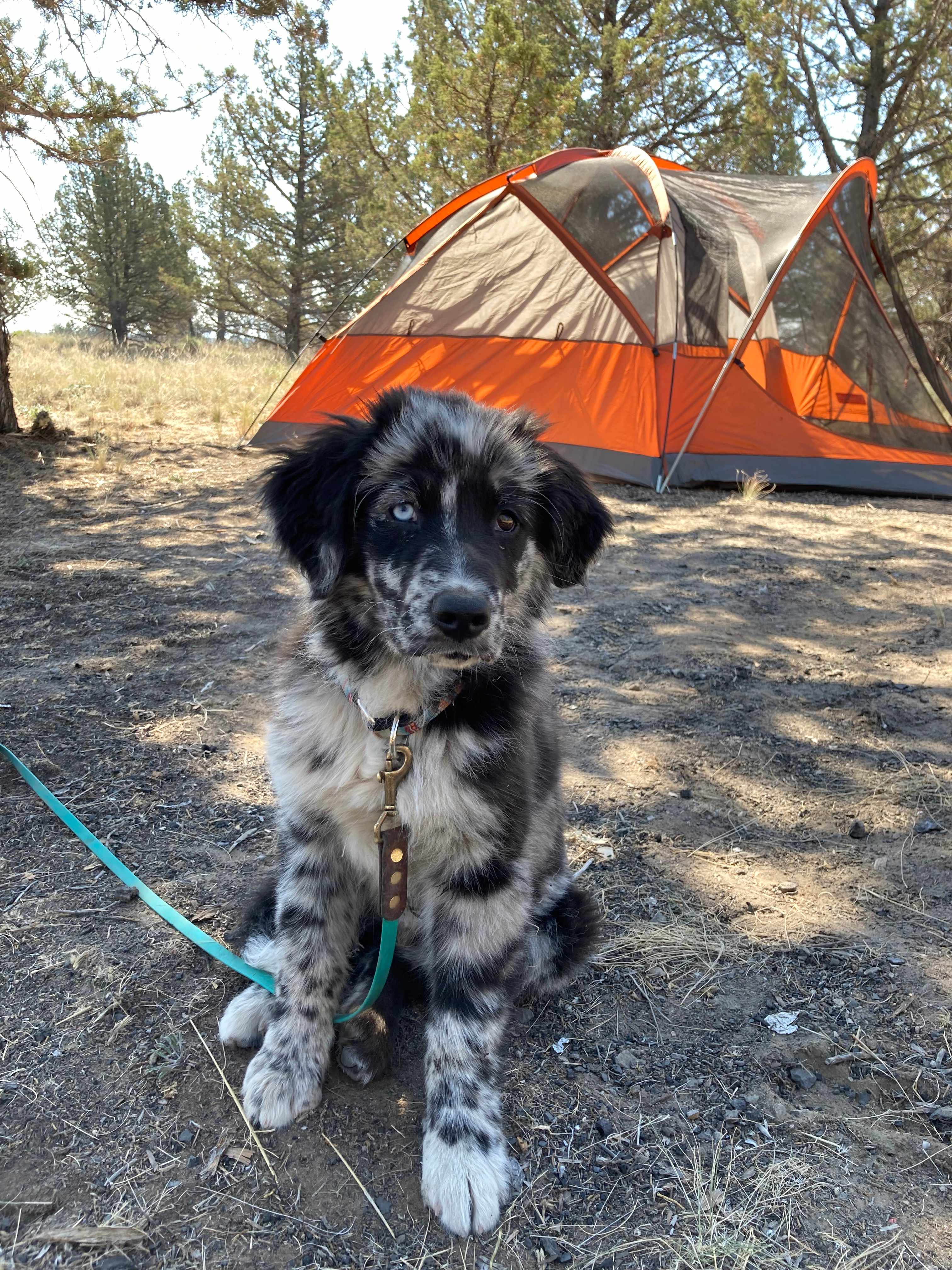 Camping under the Stars