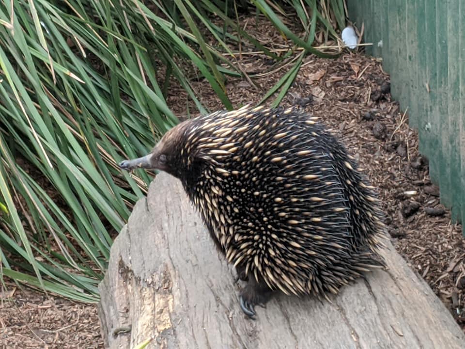 Potoroo Palace