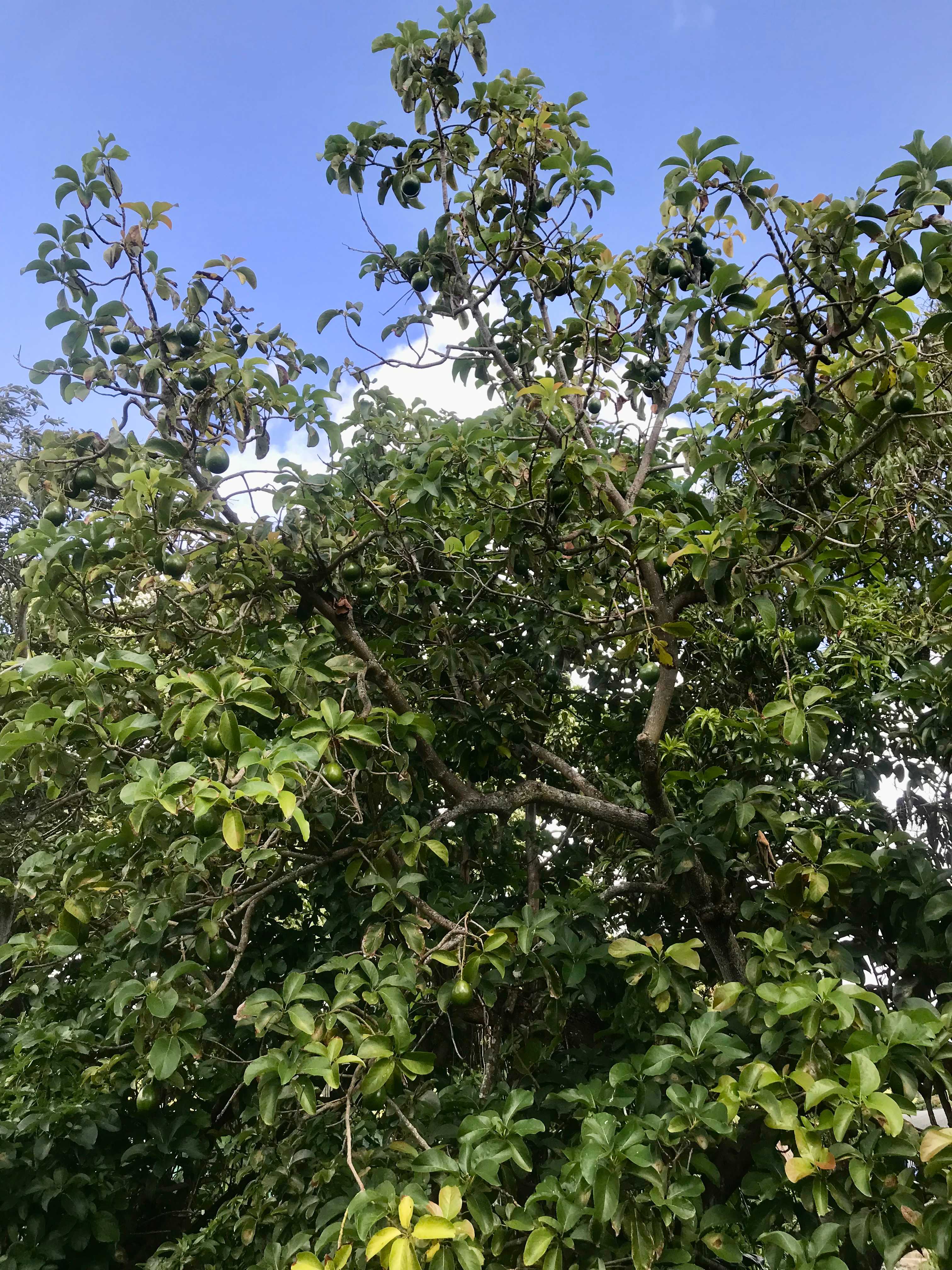Hau'ula Homestead