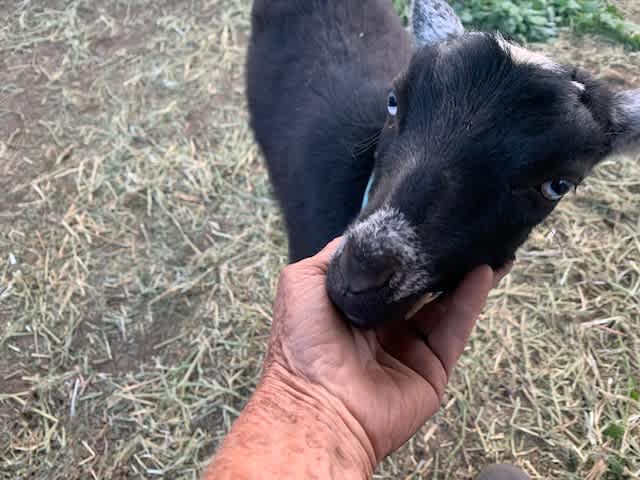 She love to be petted. 