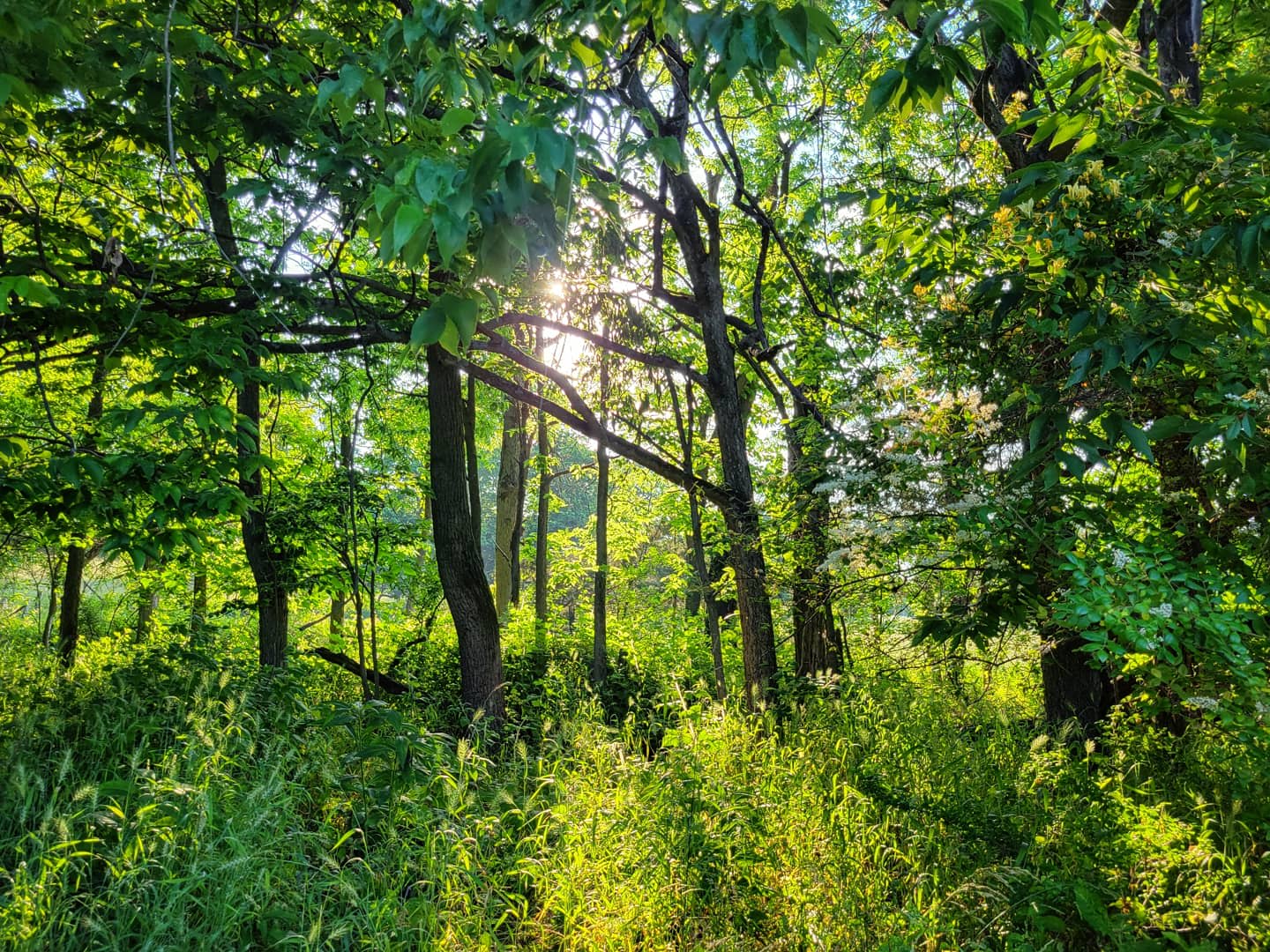 Wineberry Grove