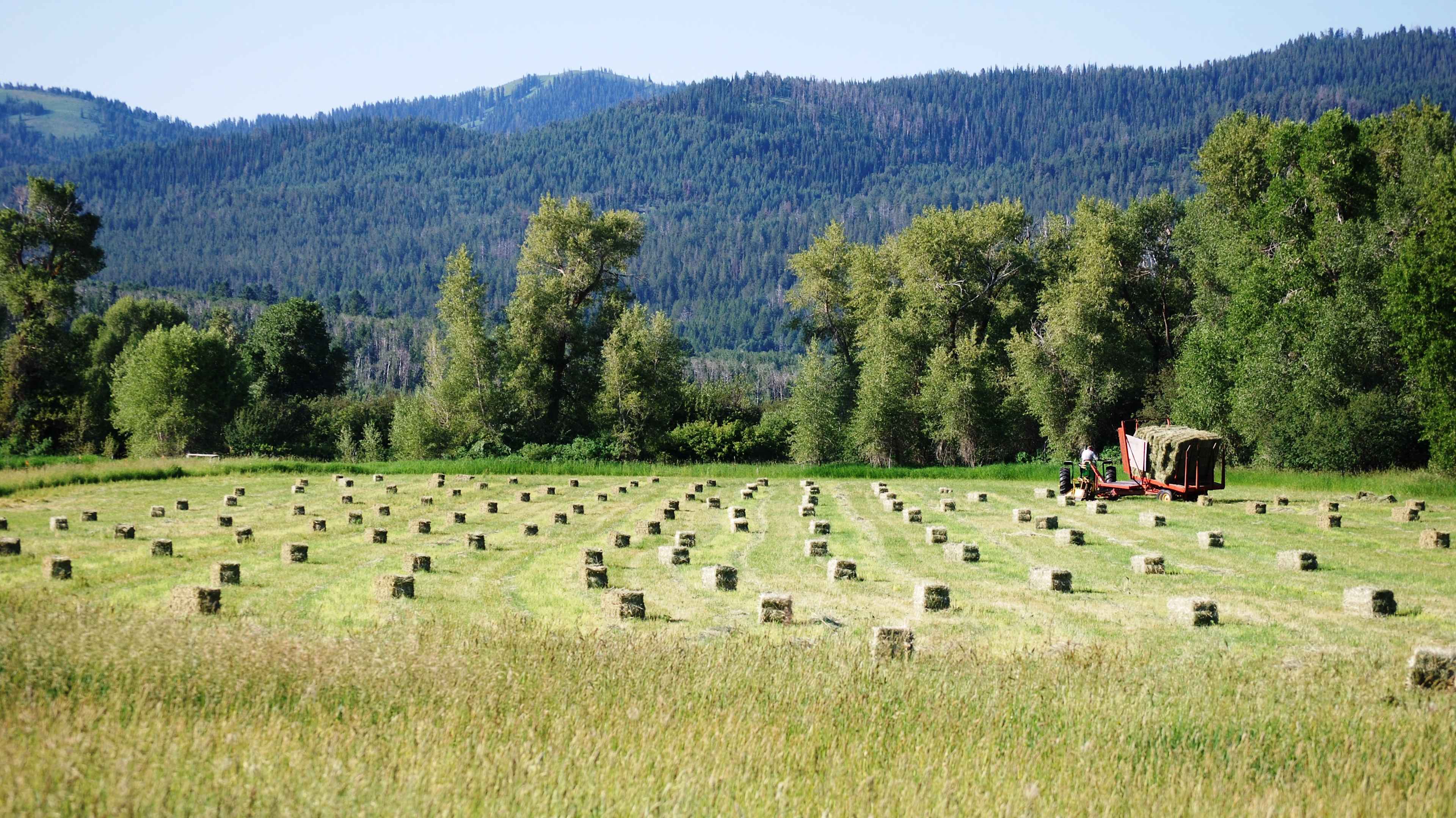 Looking south from the site as the field is full of freshly baled hay.