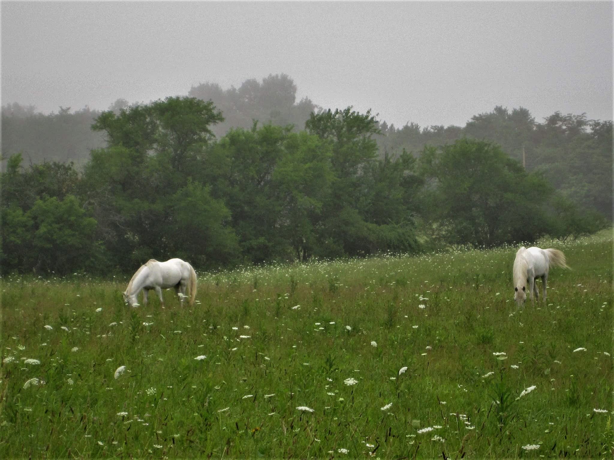 Away From The World Farm