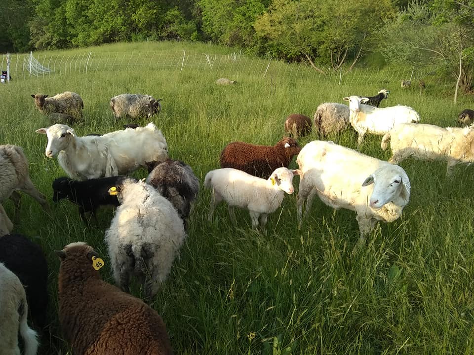 Away From The World Farm