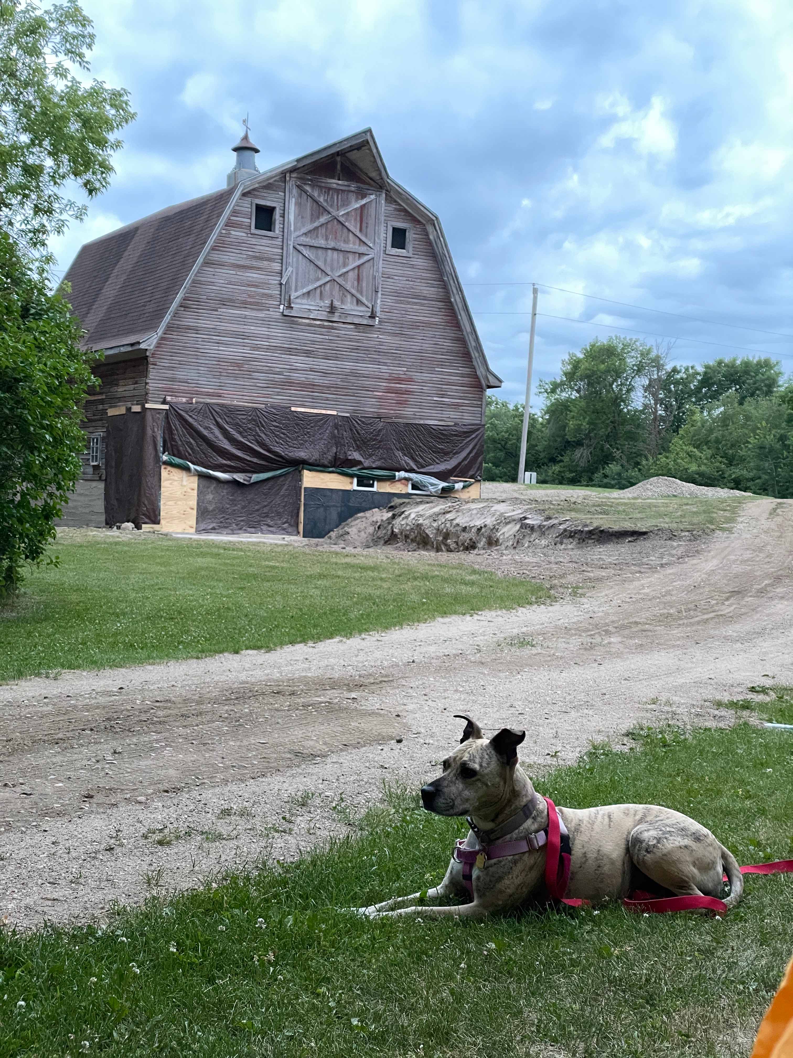 My dog Winnie enjoying our campsite. 