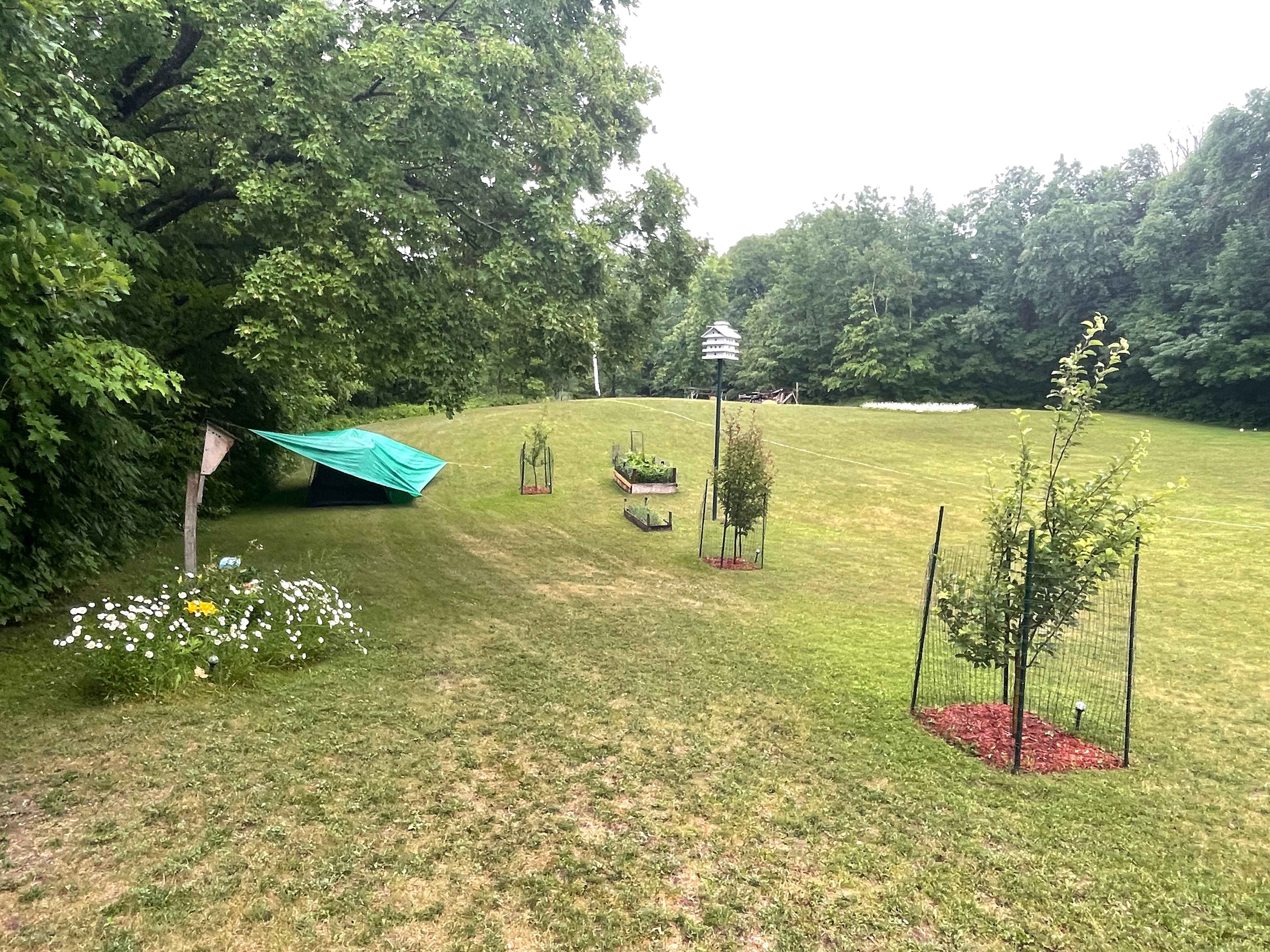 The gorgeous lawn. 