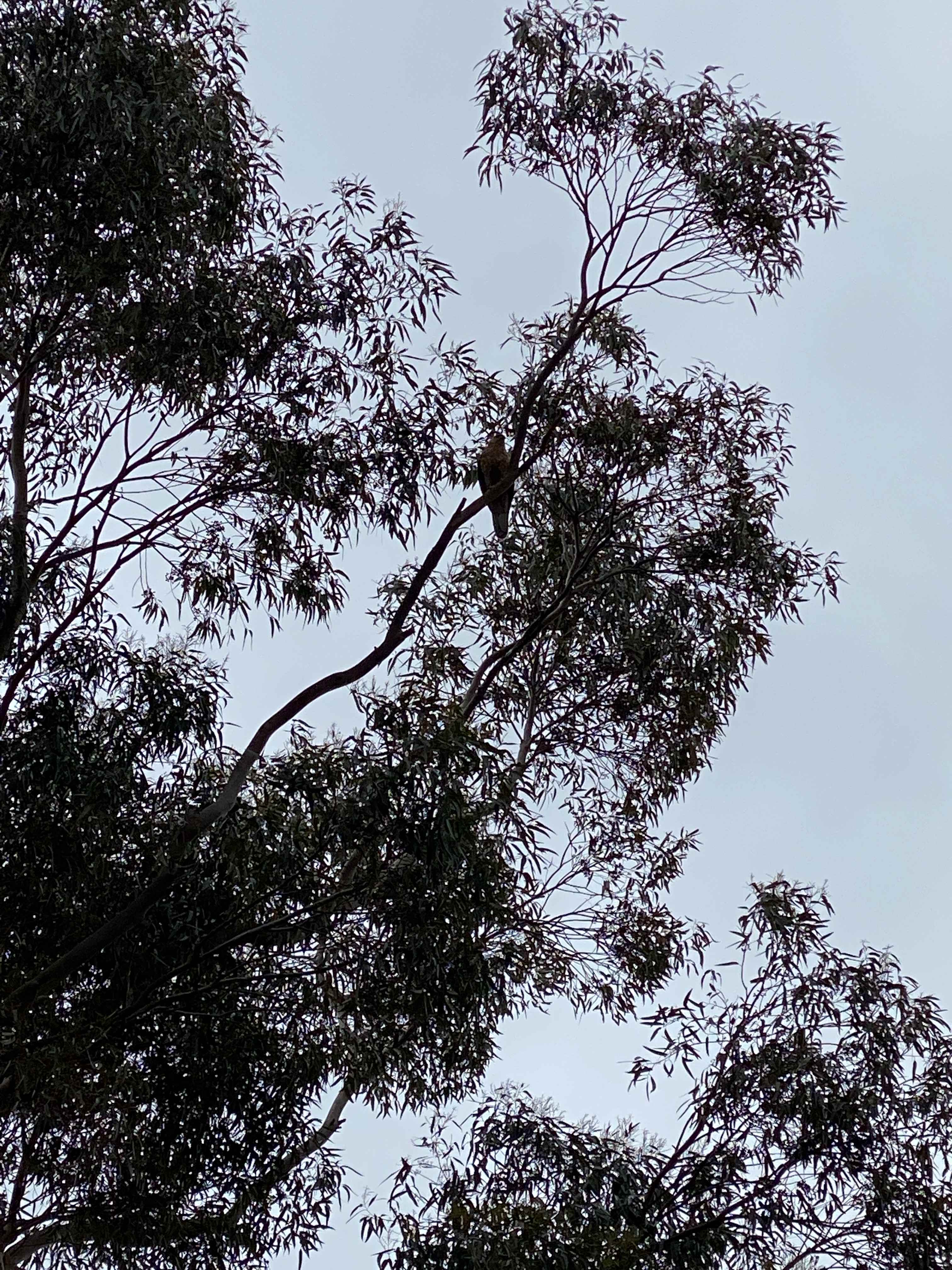 Raptor Retreat