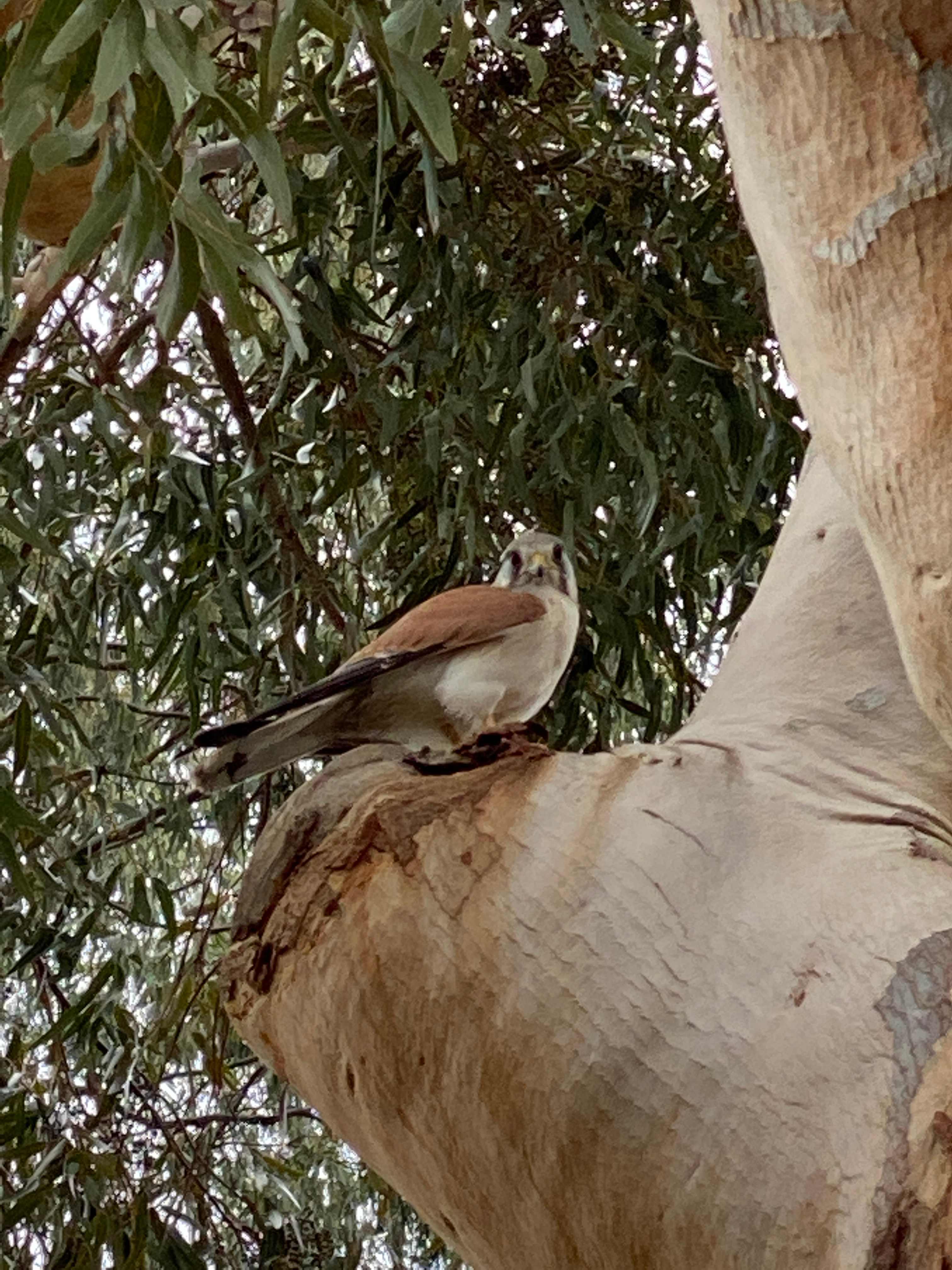 Raptor Retreat