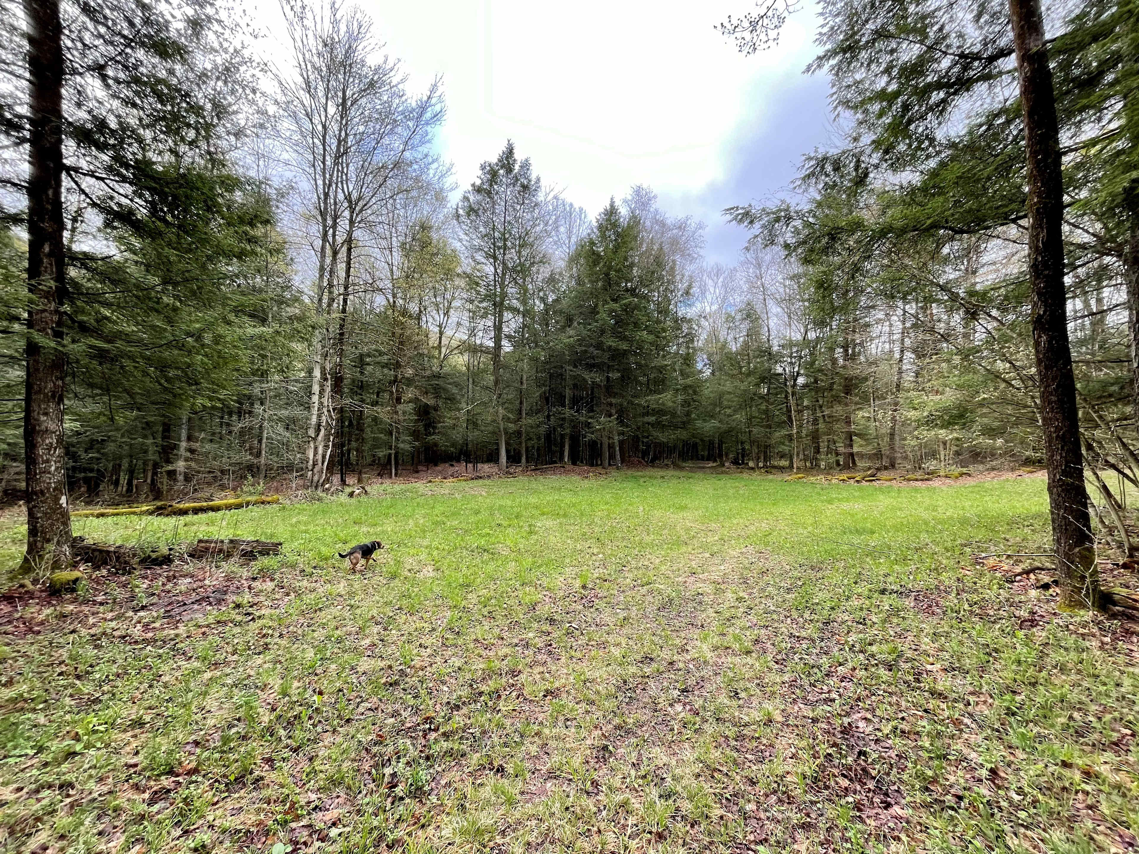 Surrounded by trees, but have easy access to get into the field from the road. The dog in the picture is about 40 lbs...to help add scale to the area :)
