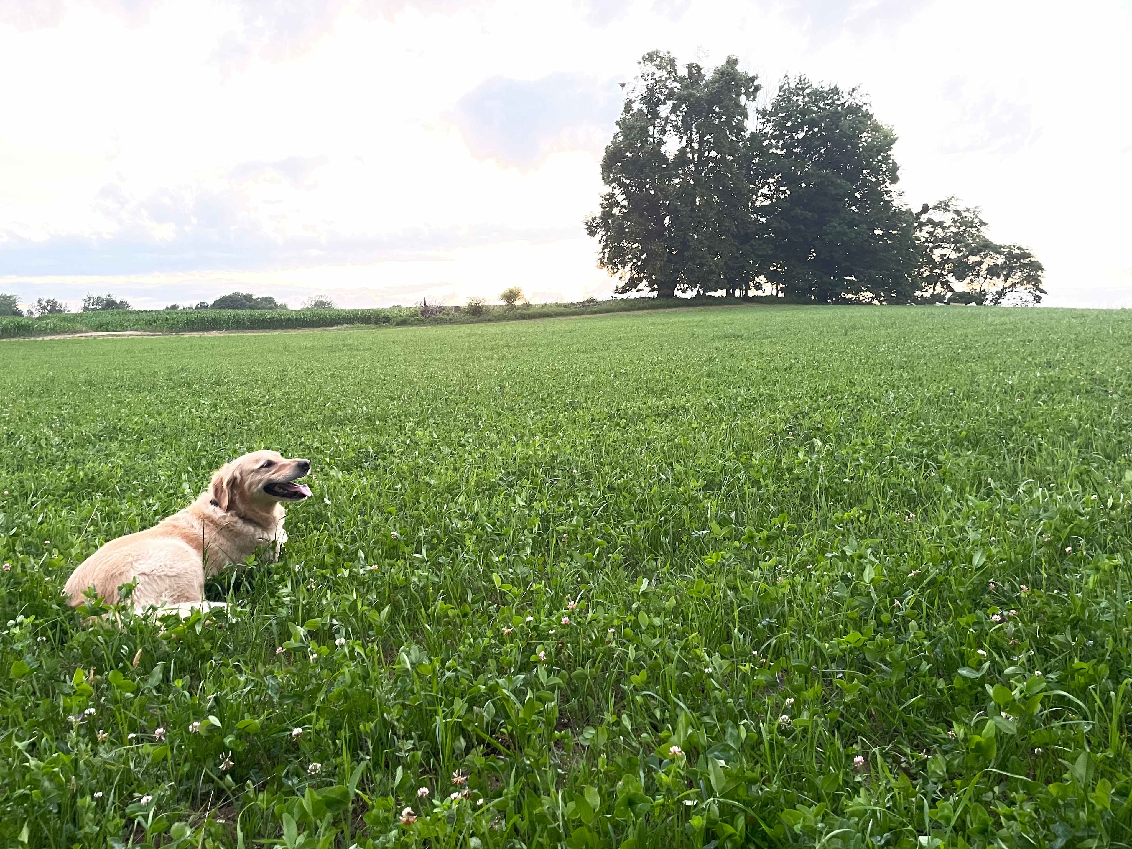 Four Acre Field