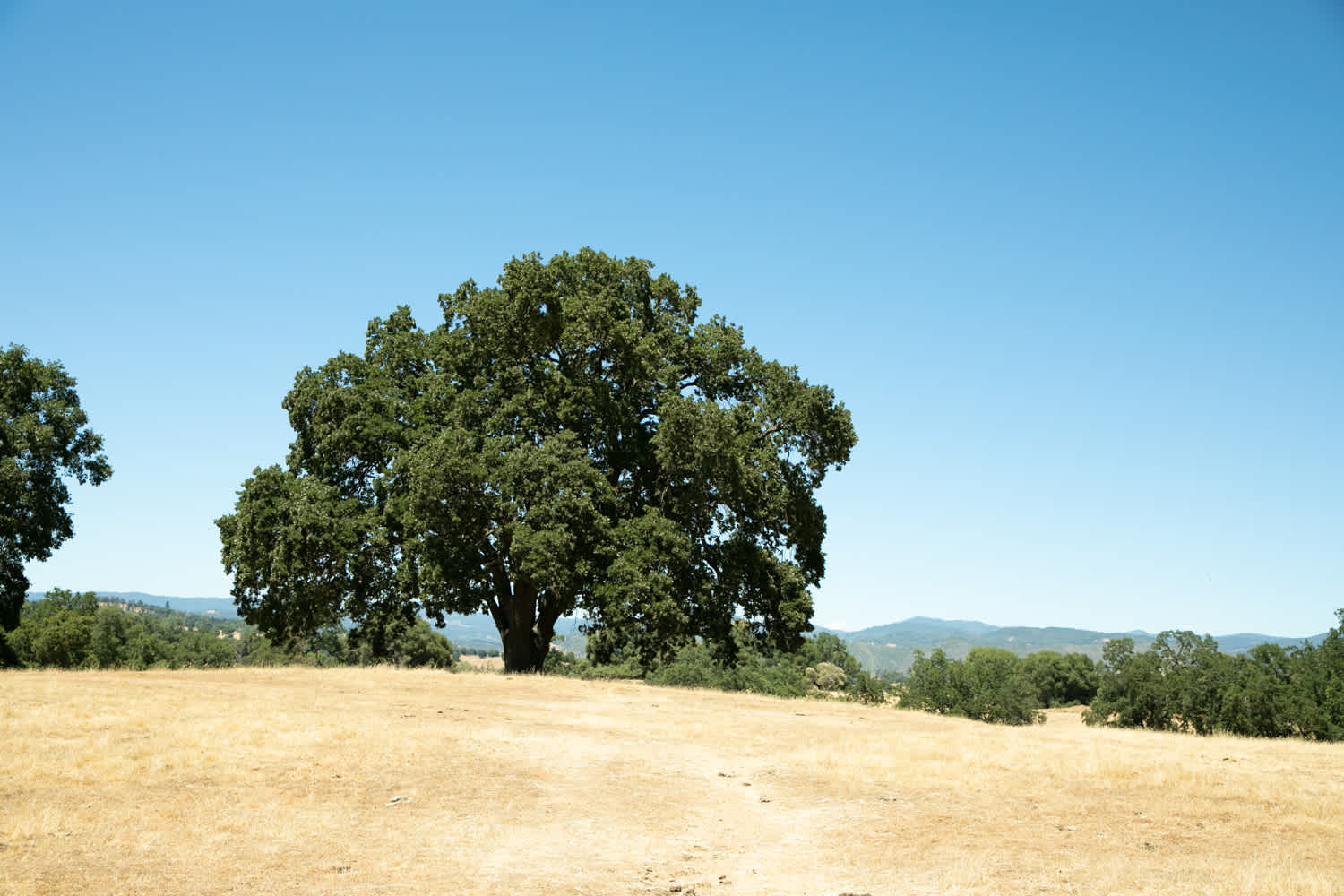 Big romantic Oaktree 