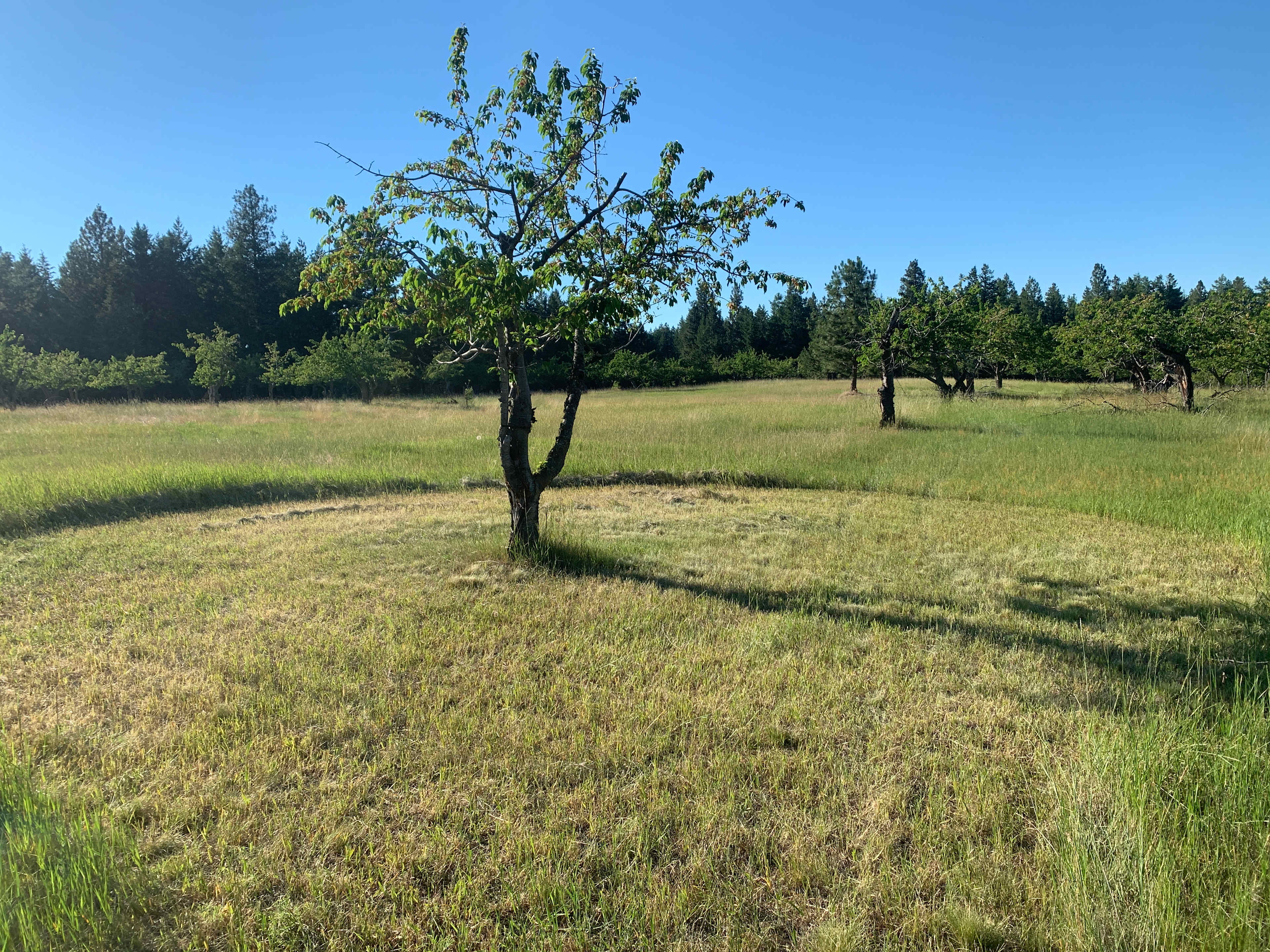 Flathead Lake Cherry Farm Camping