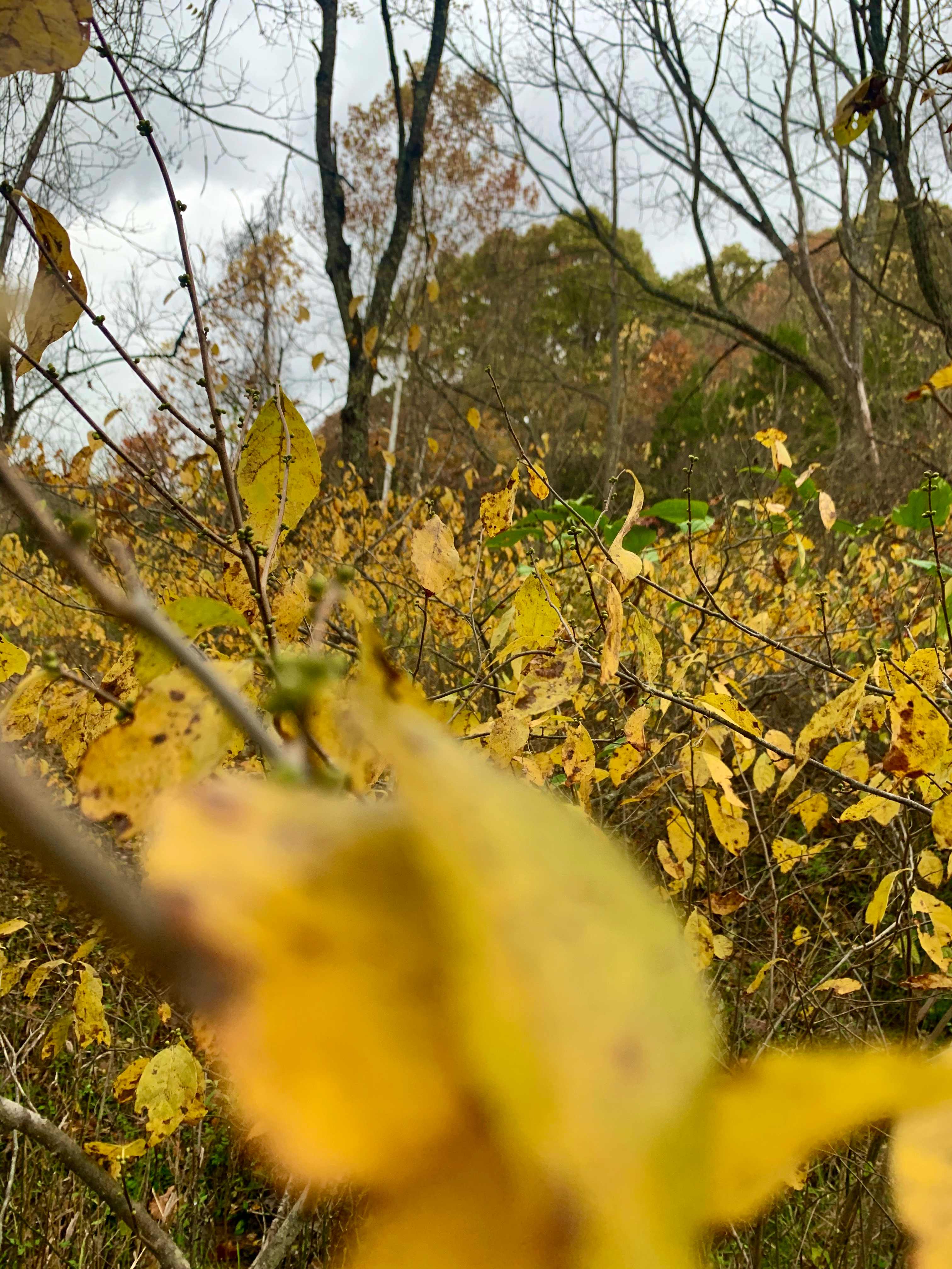 Wild Appalachia ⛺️ - Photo 2