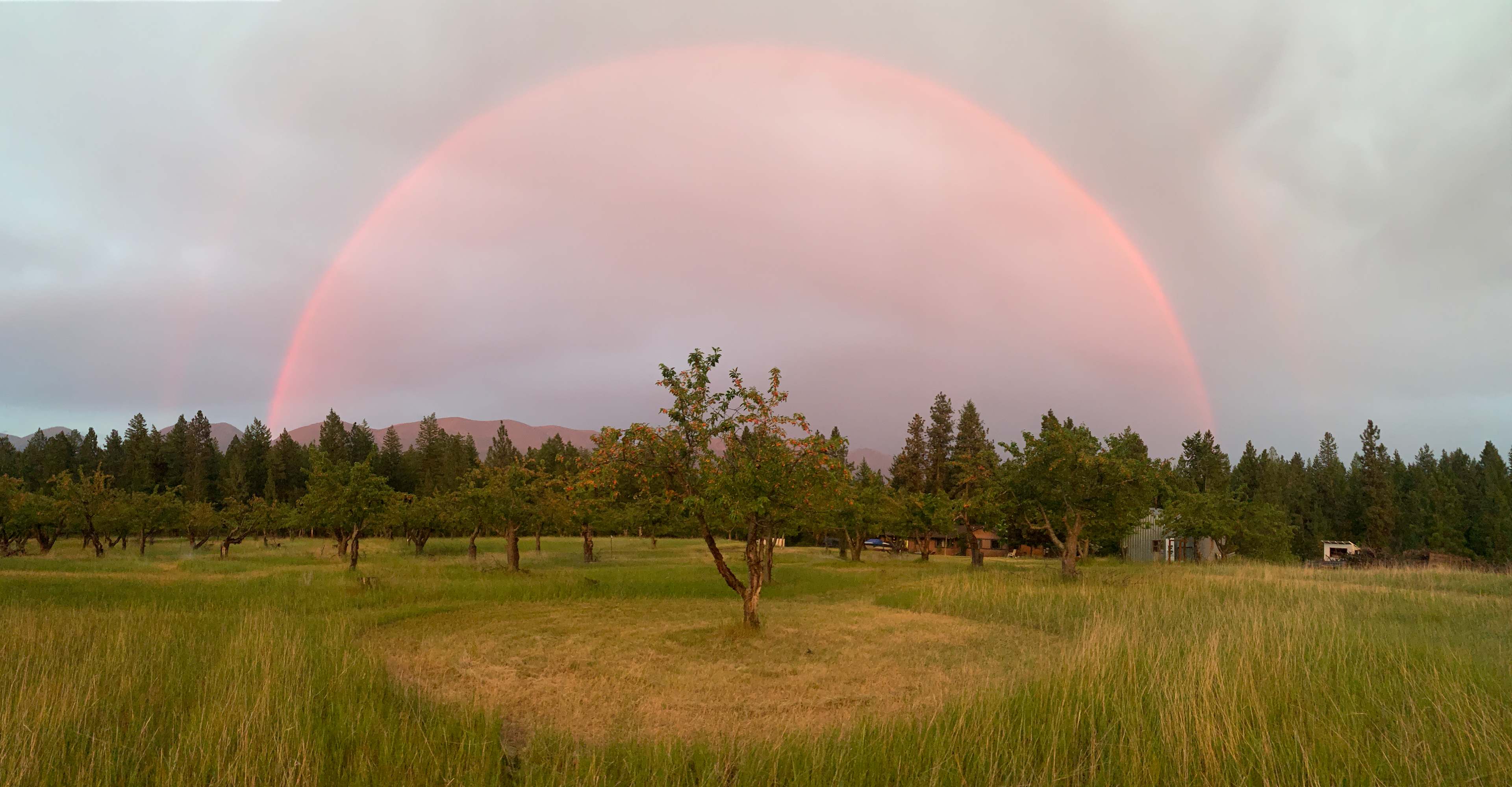 Sunset Rainbow over the orchard. 