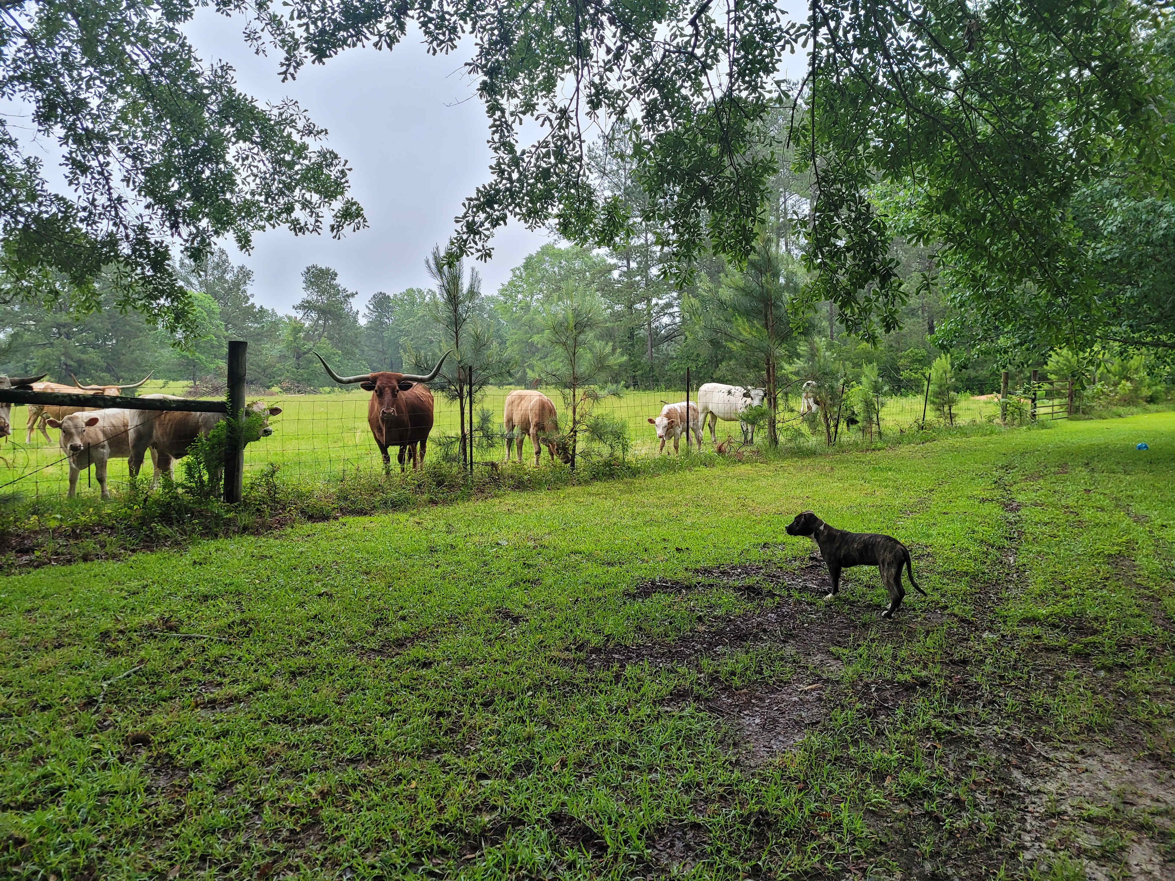All of our animals co-mingle amongst each other, curiously yet harmoniously. 