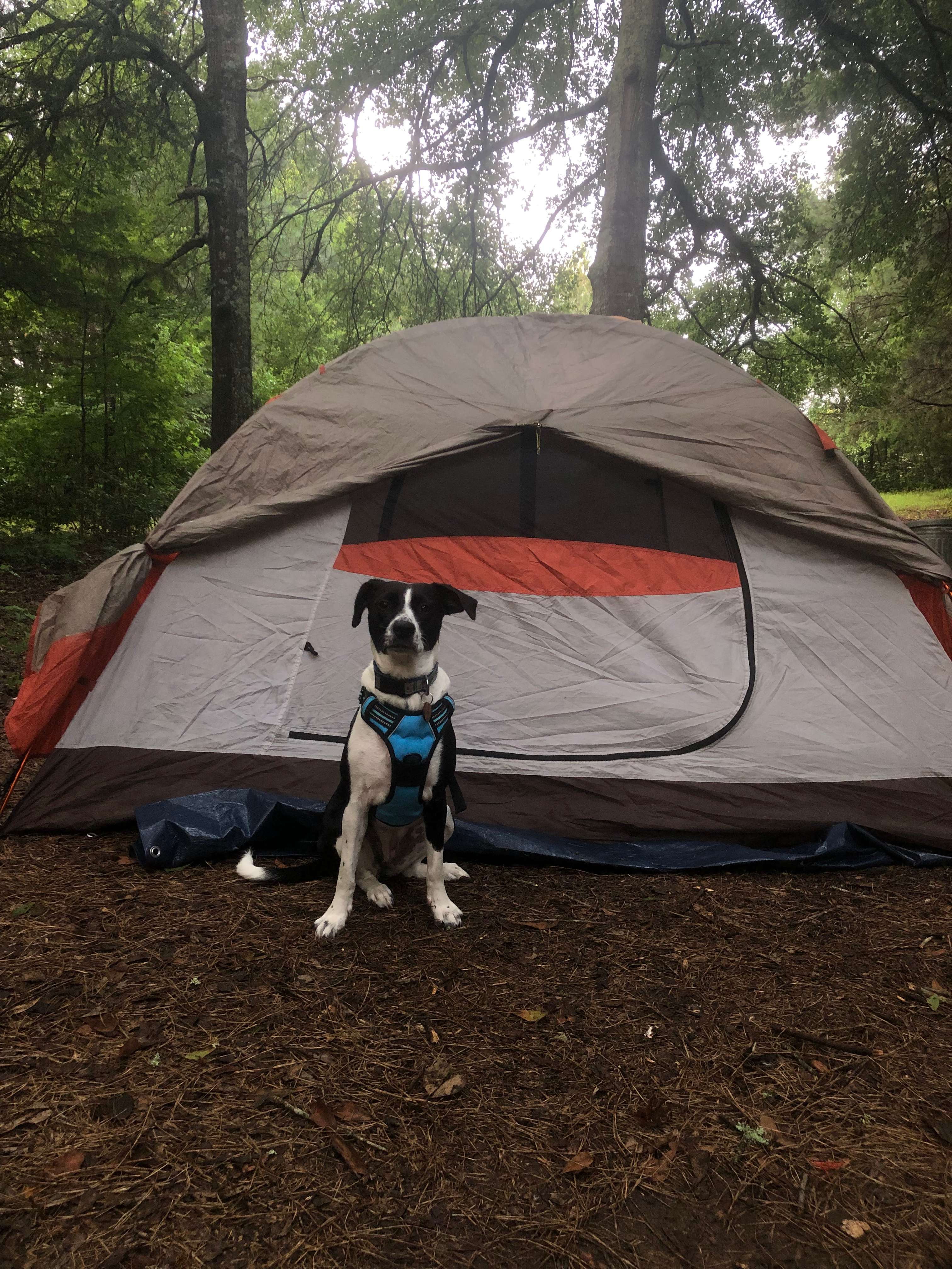 Goat Camp