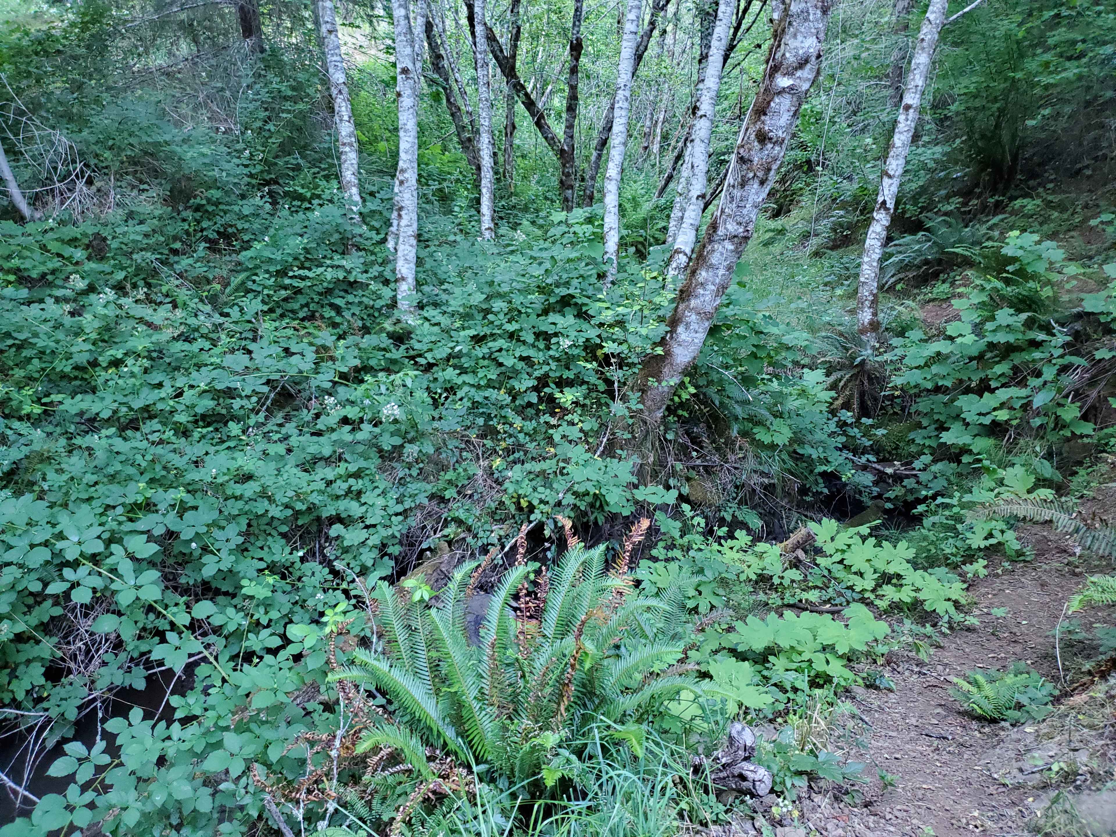 Picture of the site