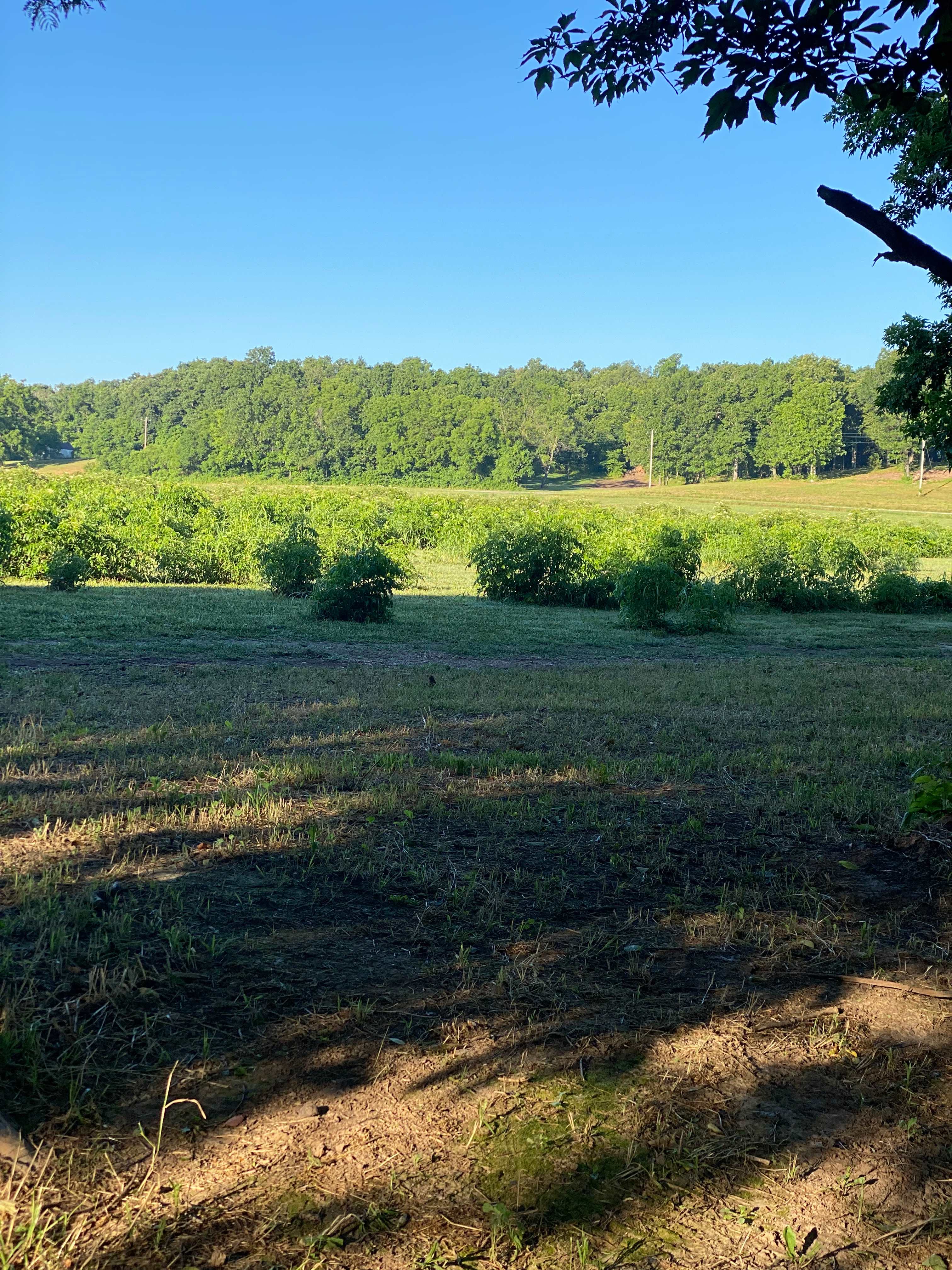 Buehler Farms Glamp site 1