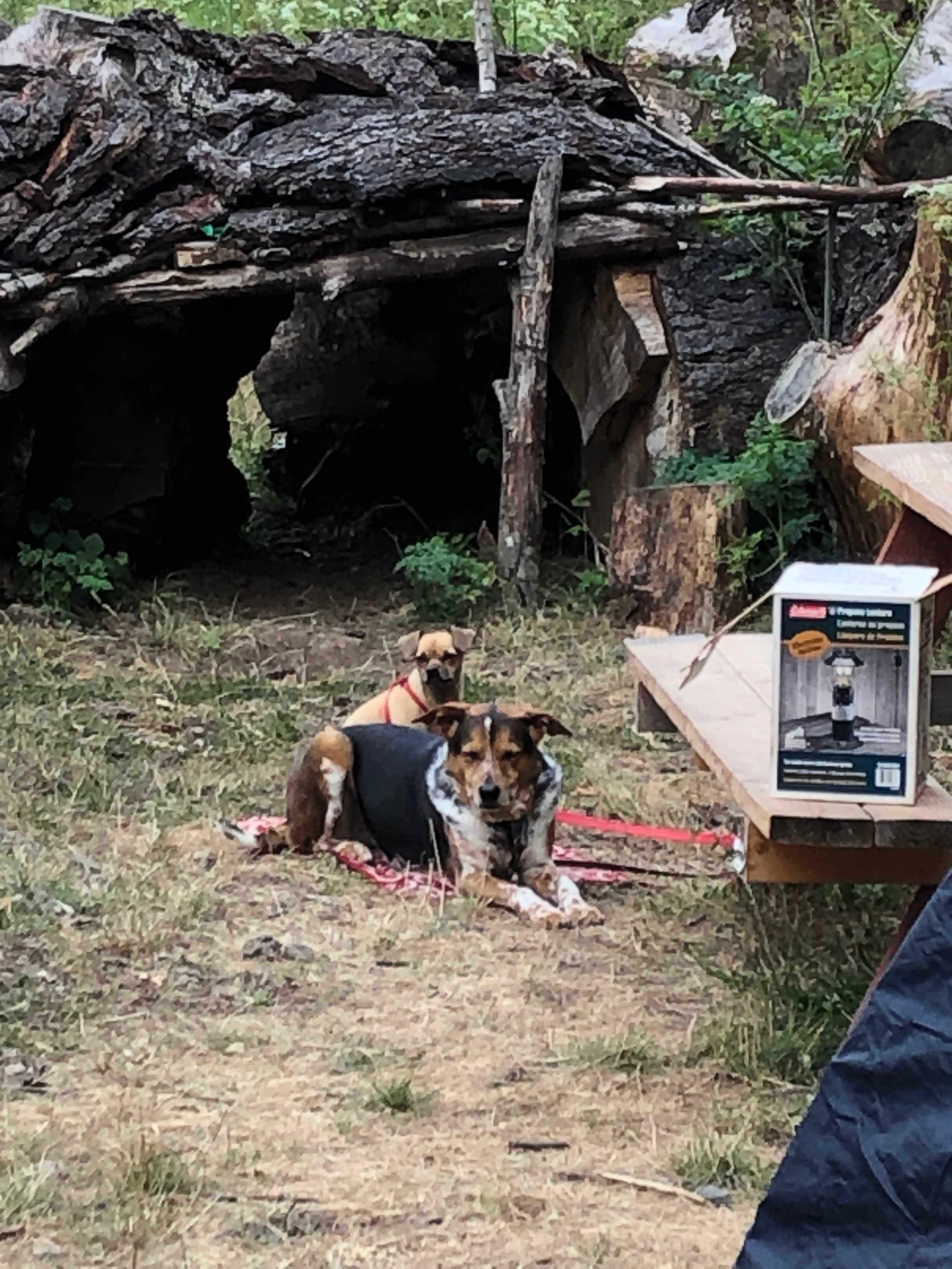 Dogs love Finley Camp