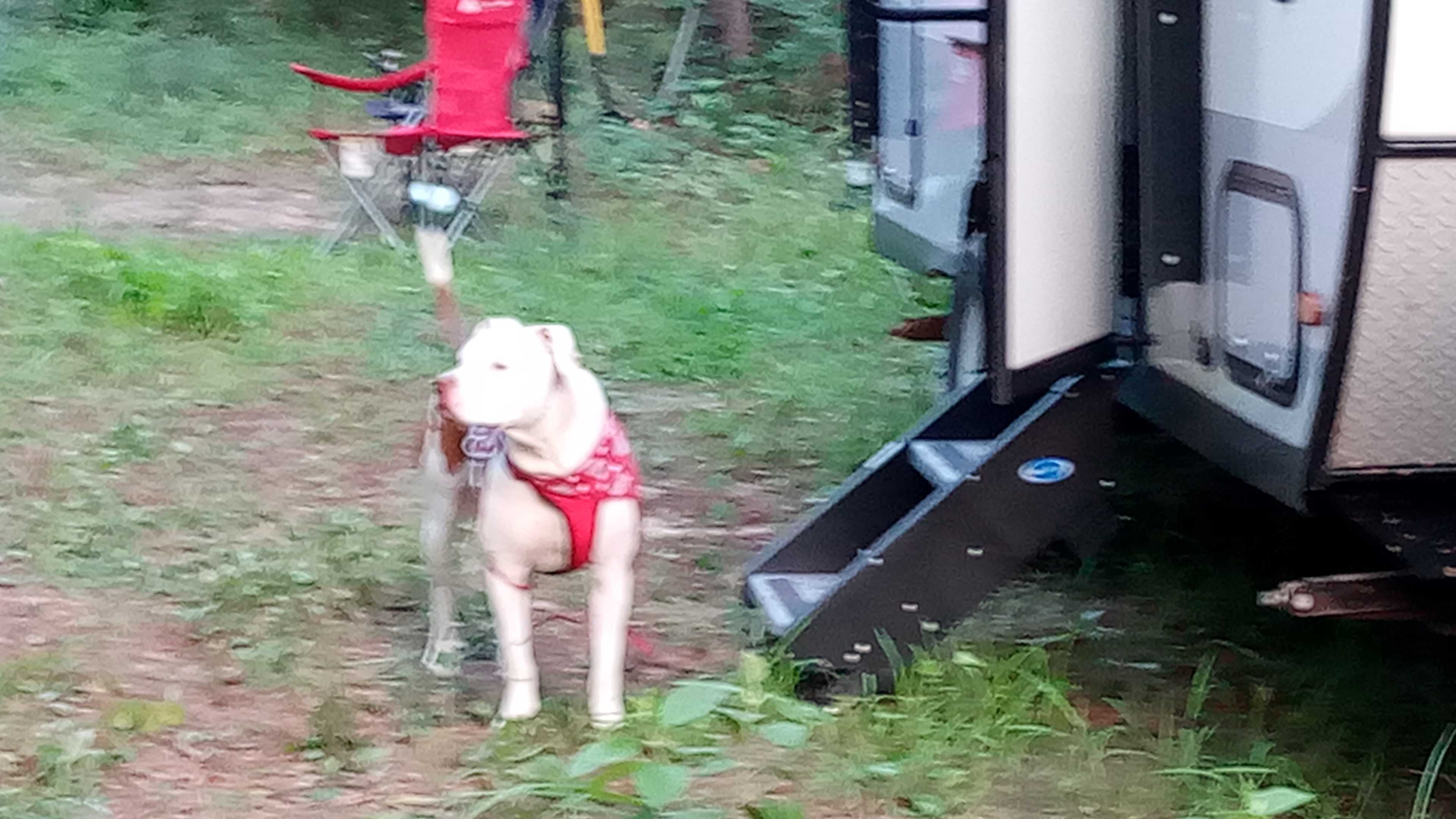 Dogs are allowed