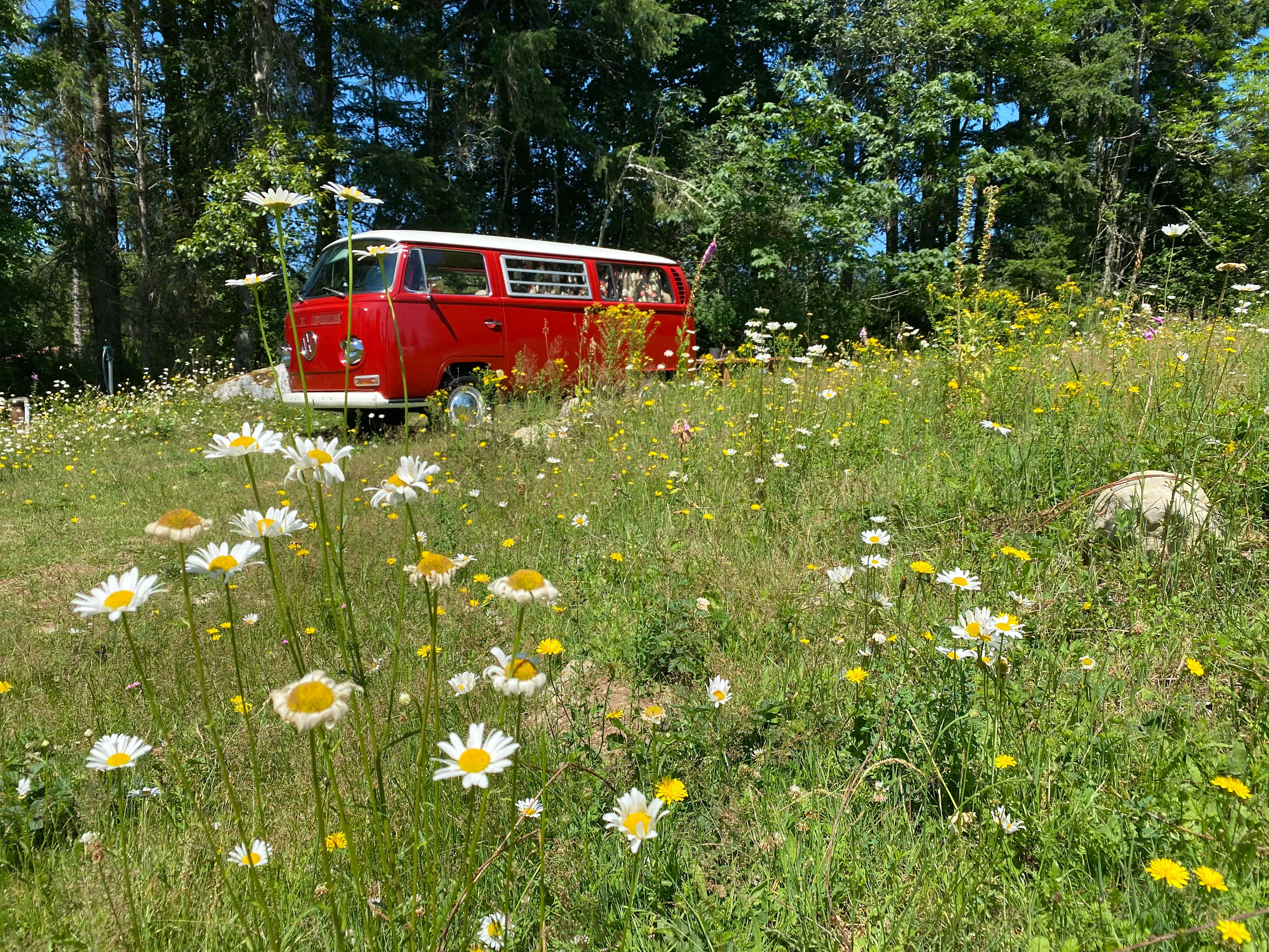 We got to park our bus among daisies and wildflowers in bloom! 