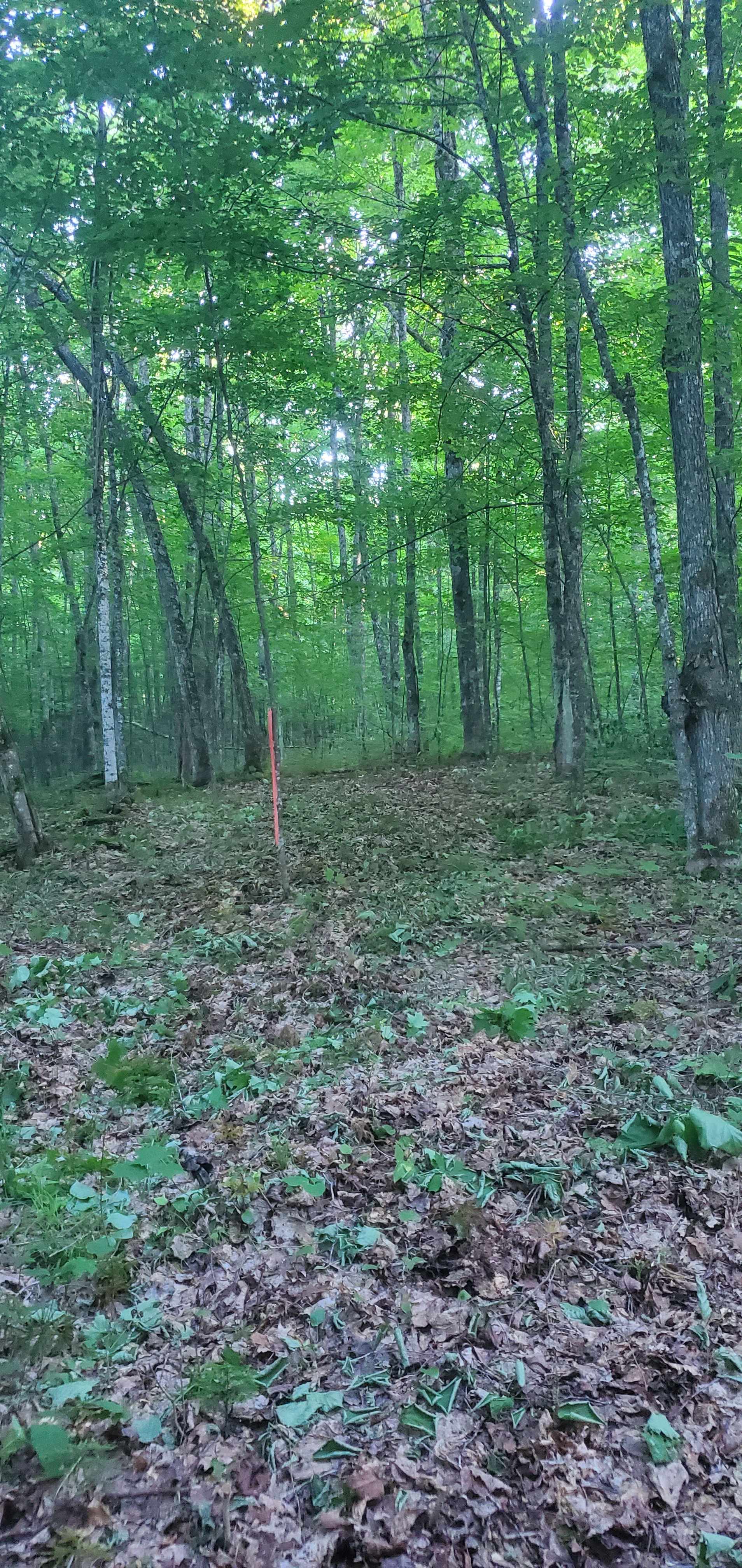 Mixed Forest, Hilly Region