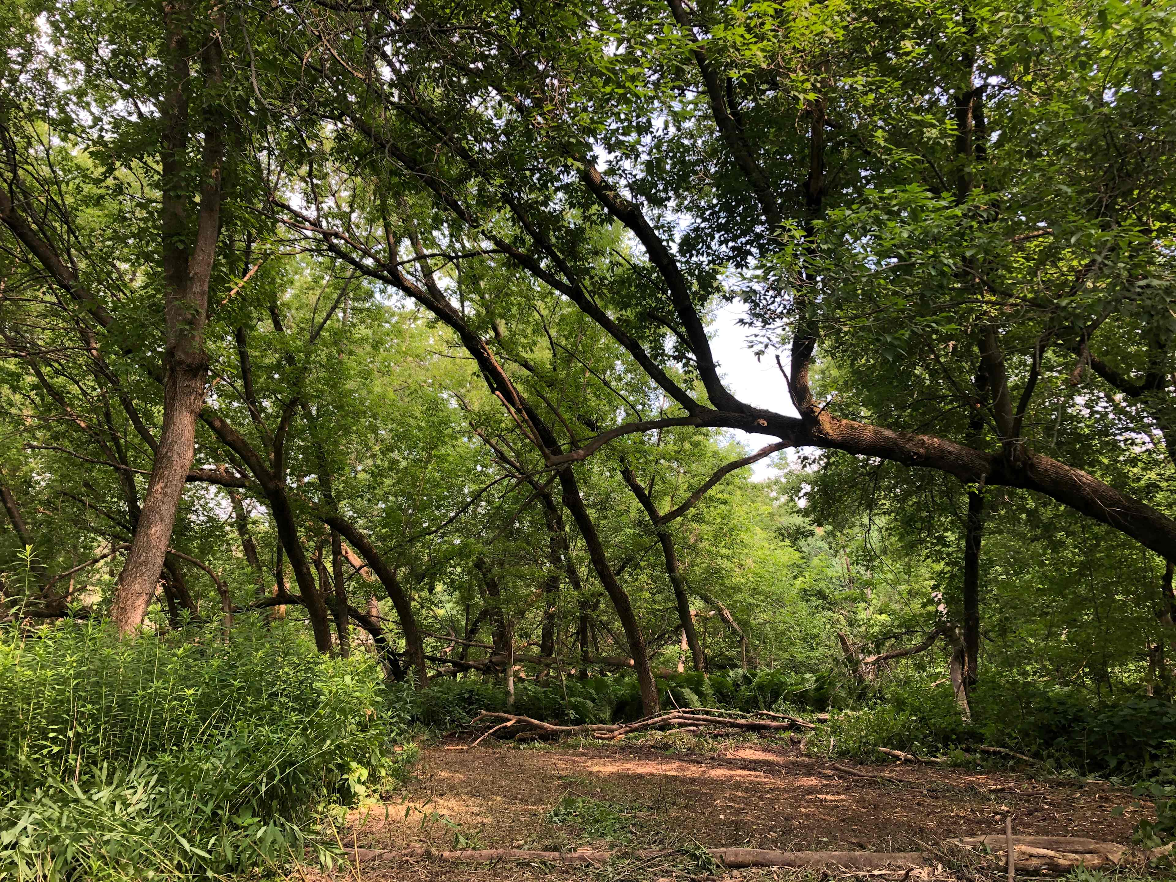 Beautiful trees add to the natural beauty surrounding your campsite 