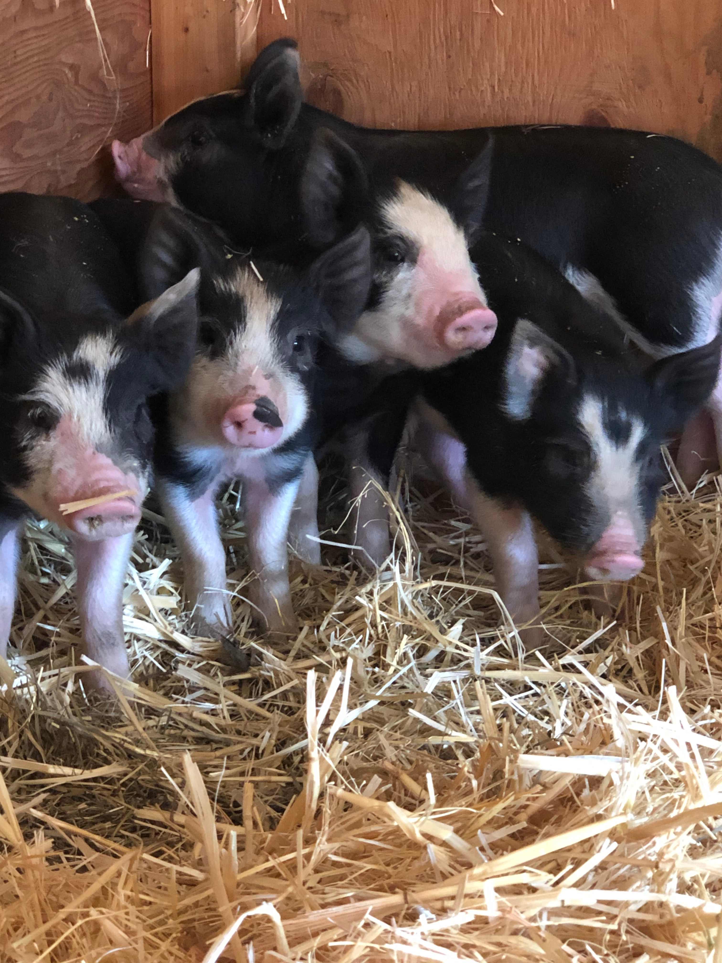 Hymas Family Farm Stay
