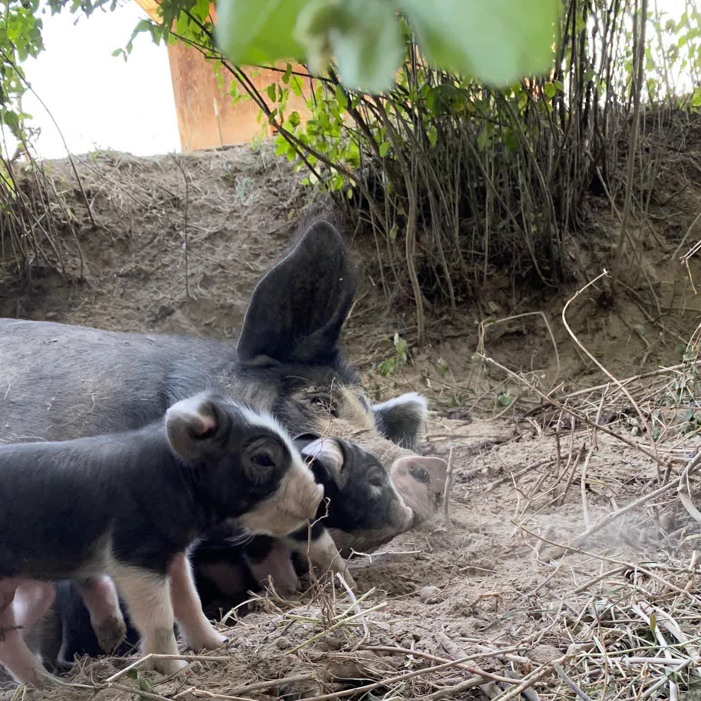 Hymas Family Farm Stay