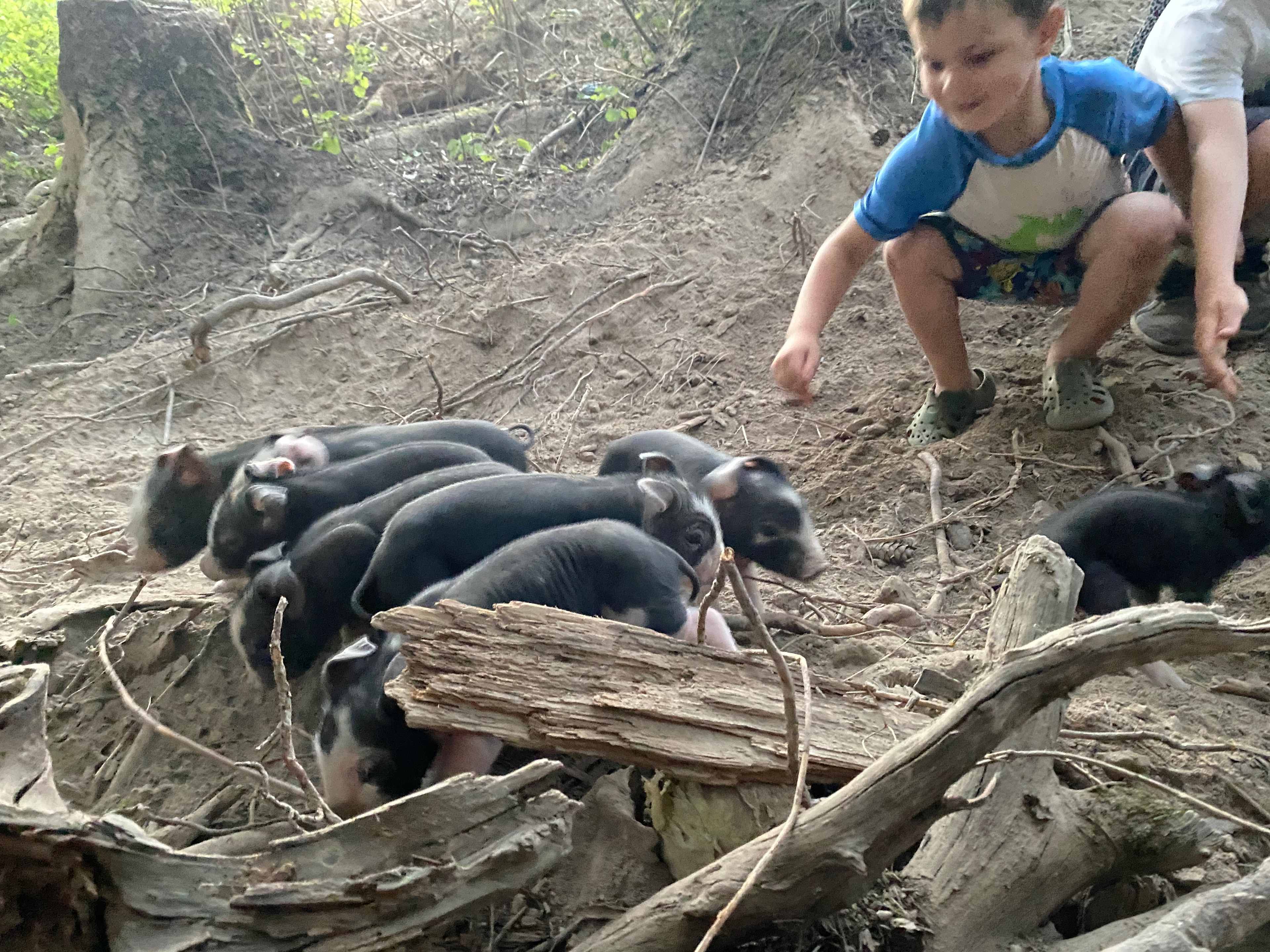 Pet the piggies.