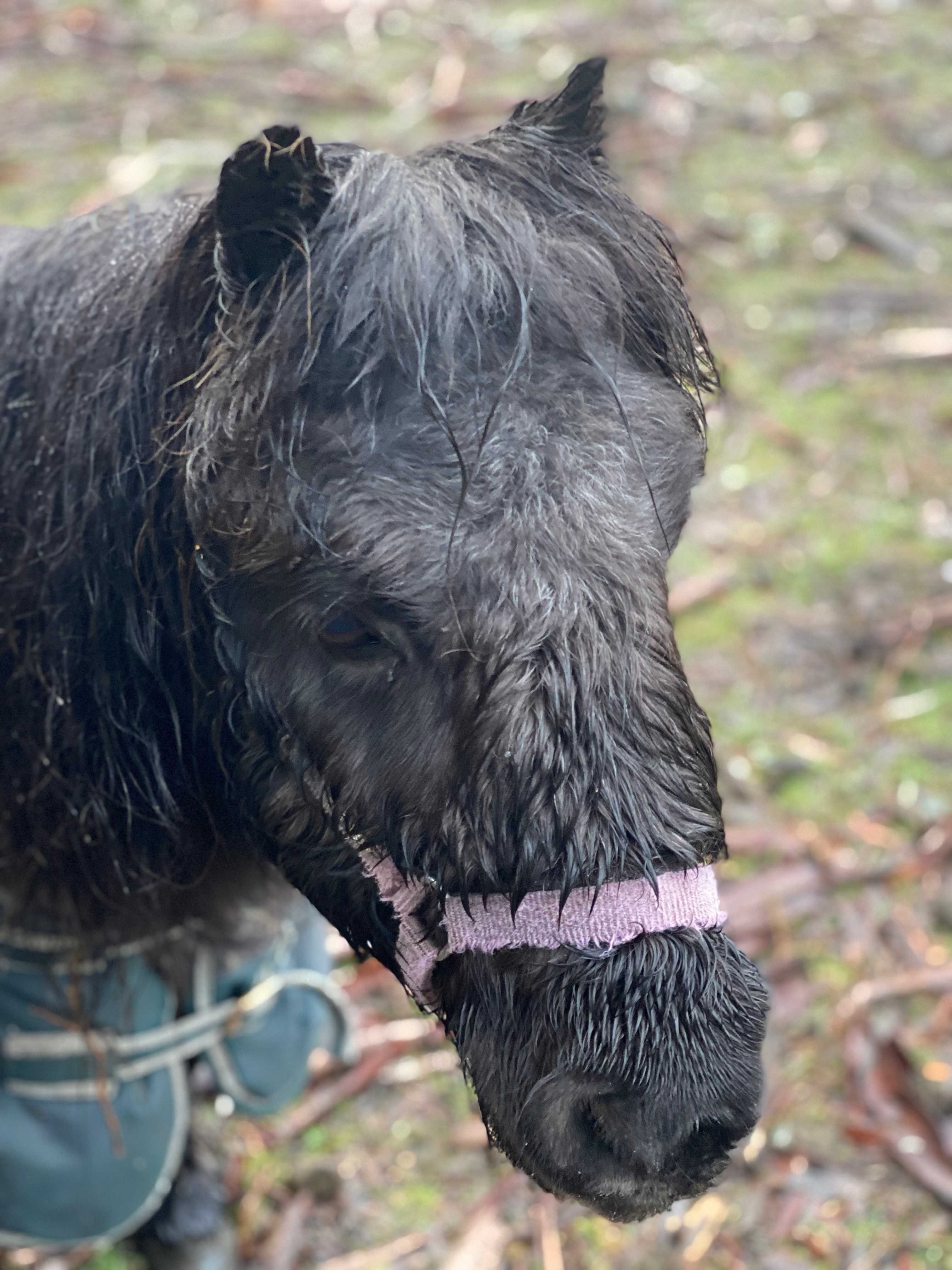 Ponies onsite