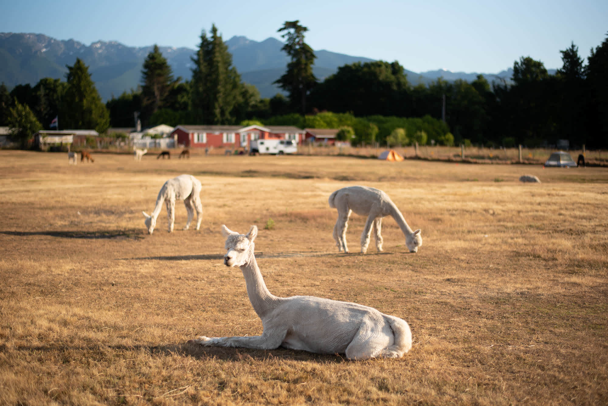 You literally camp with the alpacas!