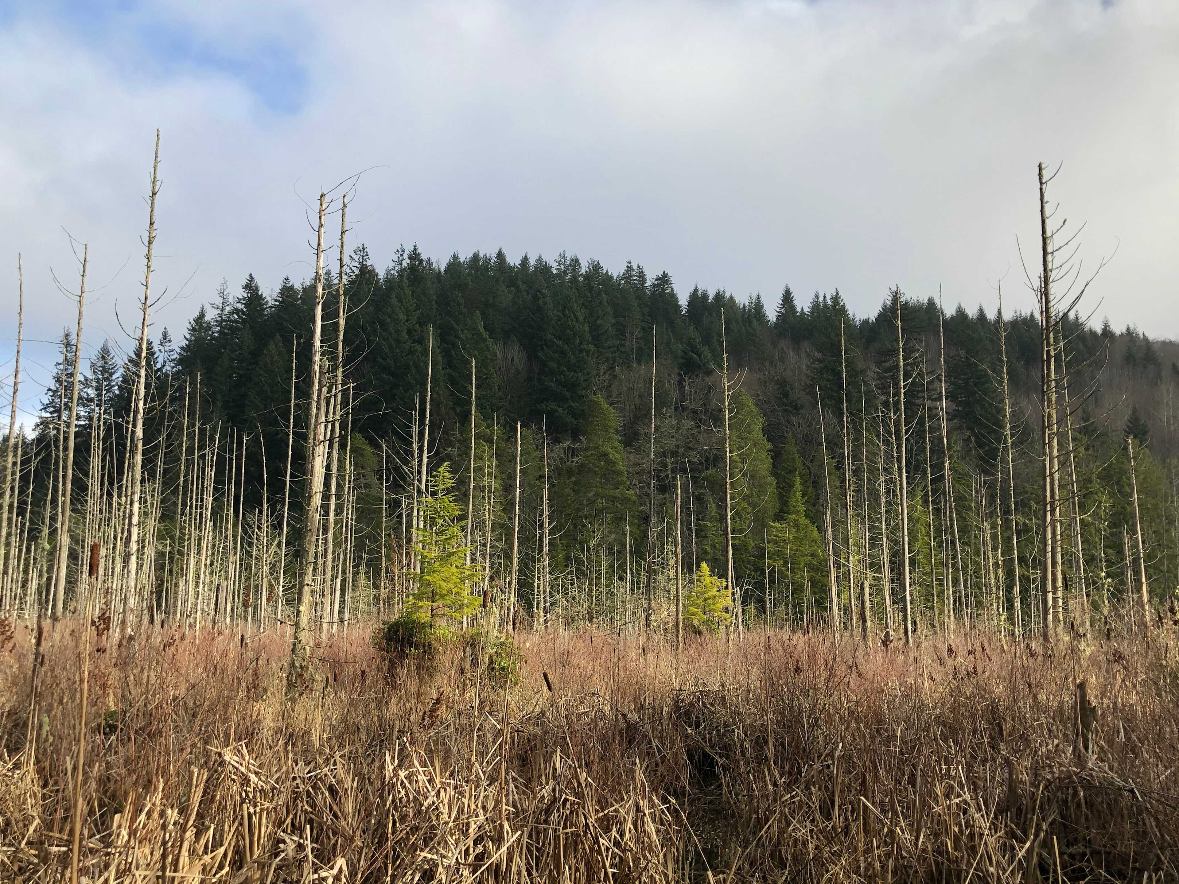 Part of the beaver pond in January 2021. The difference between winter and spring is striking! The birds are seemingly still quite active this time of year. 