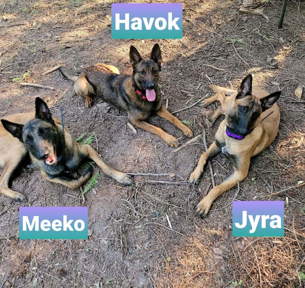 Our 3 pups