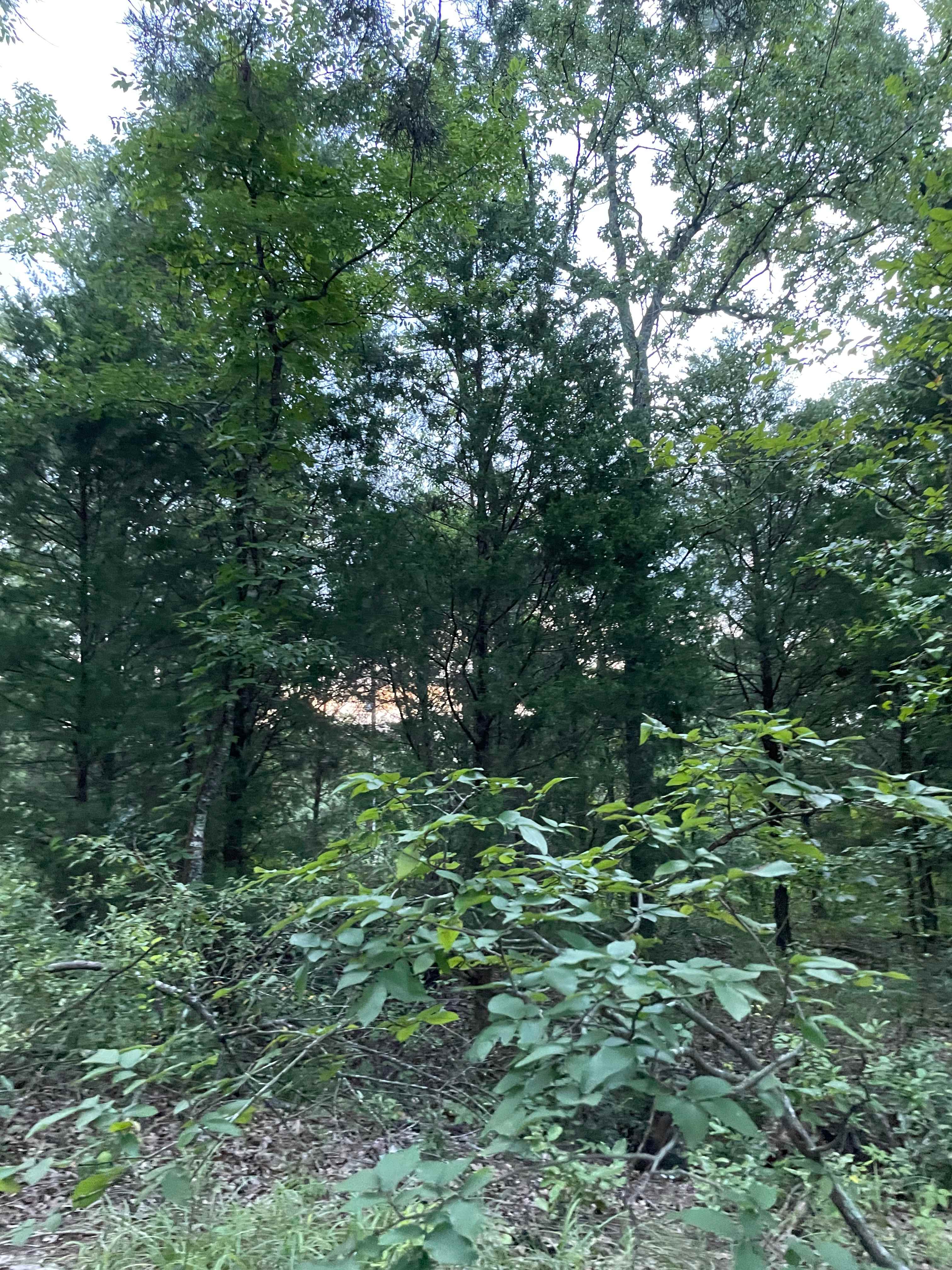 The Cedars at Log Cabin