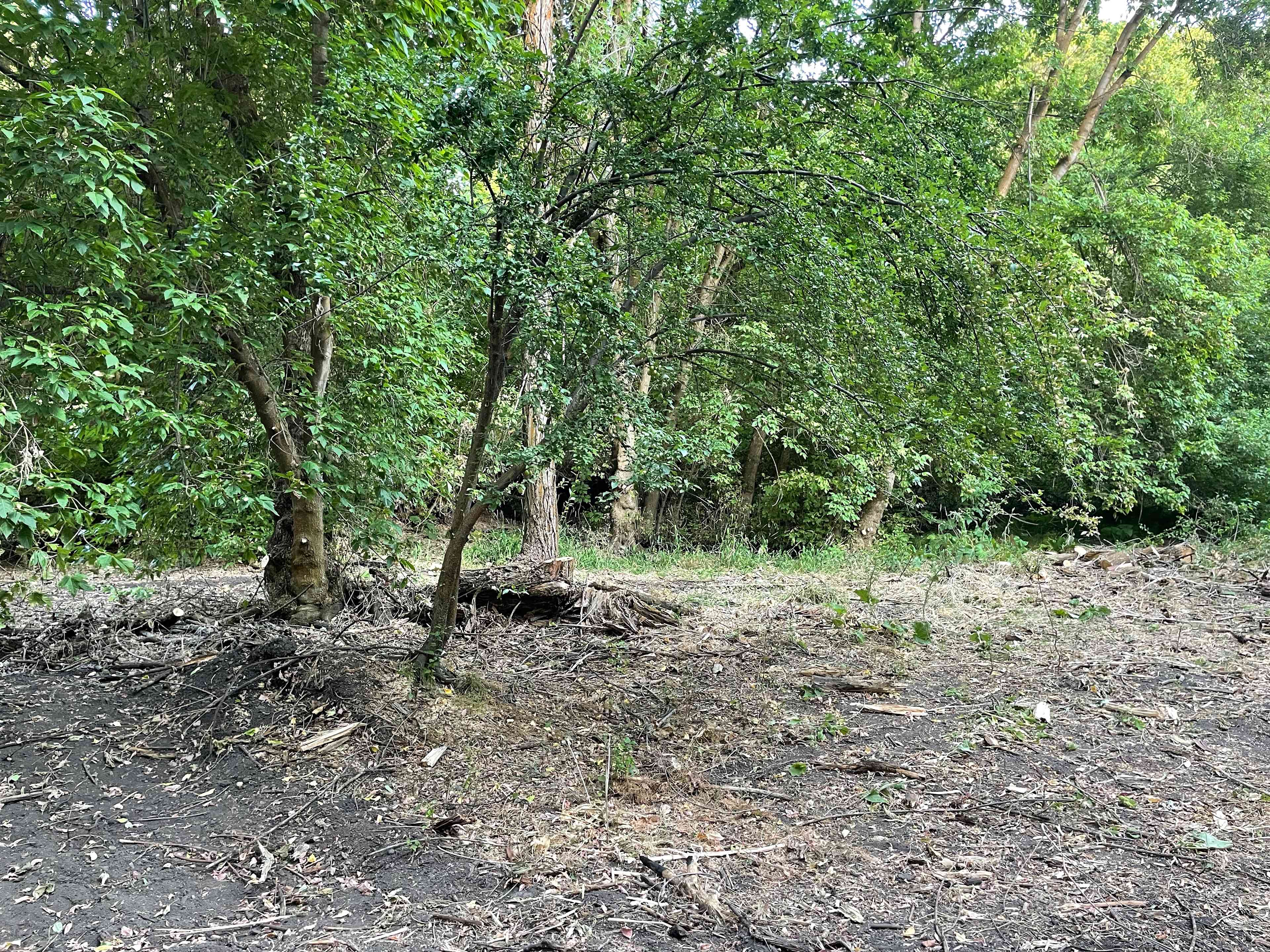 Picture of the site
