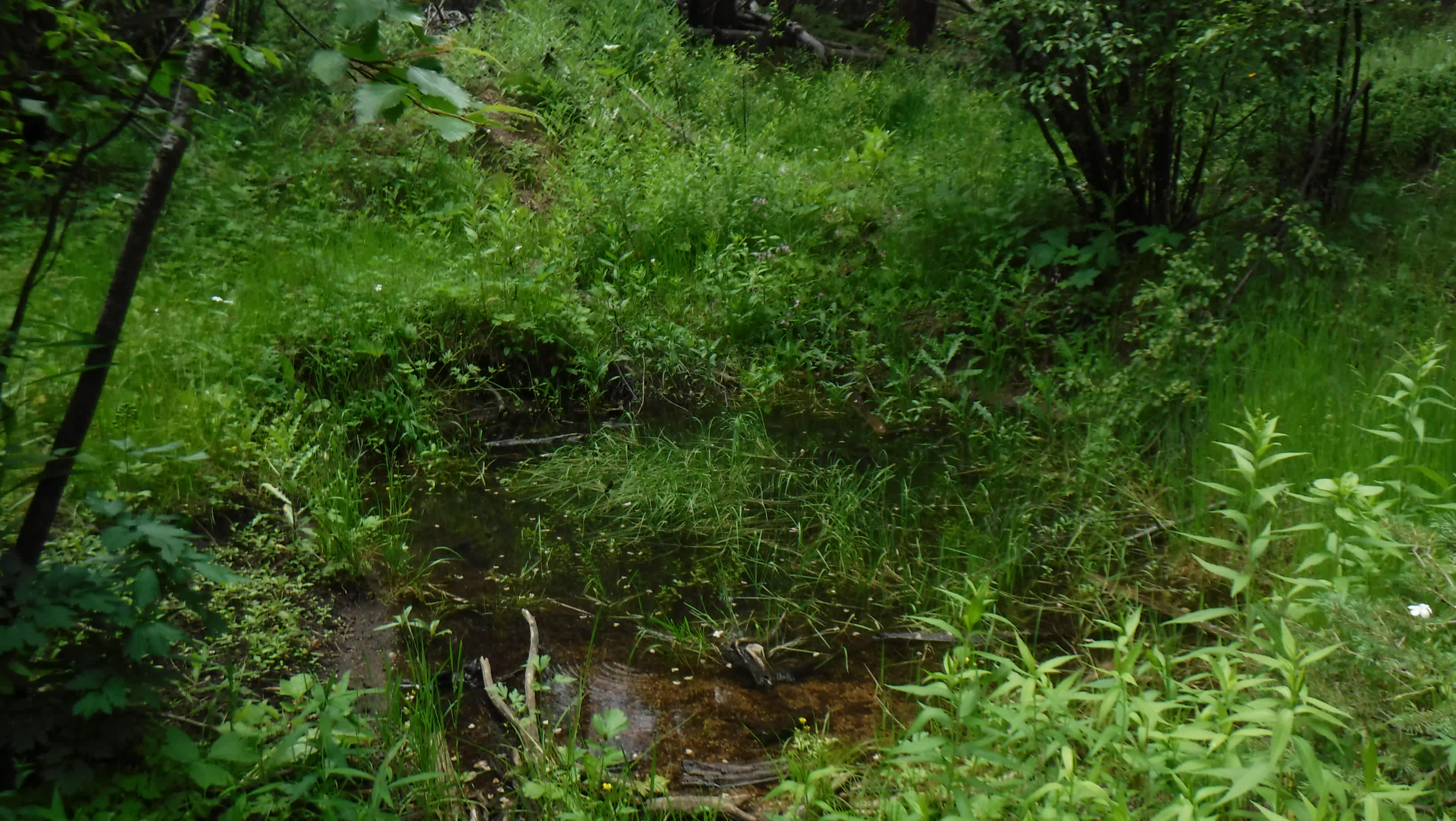 Picture of the site