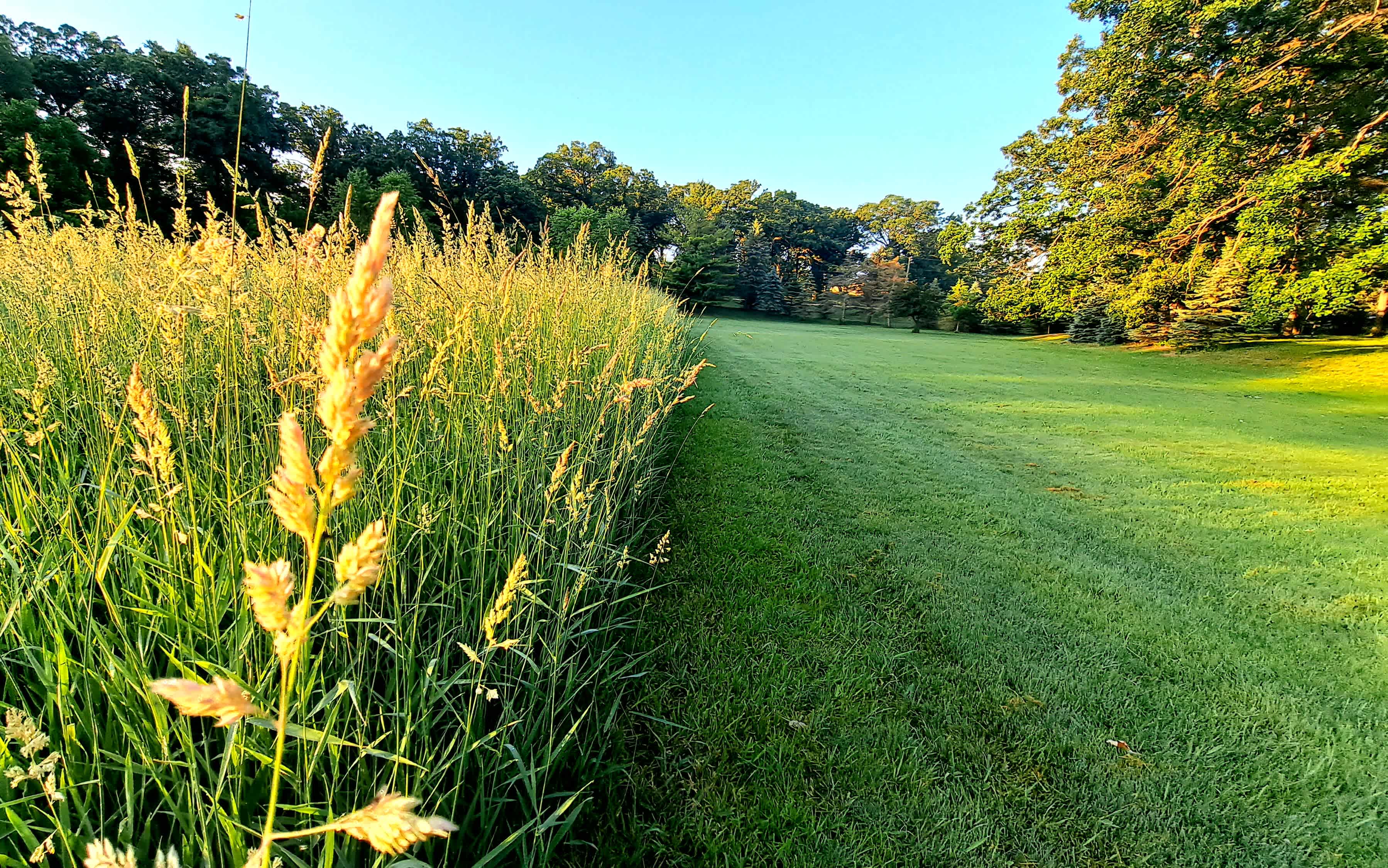 Prairie Grass
