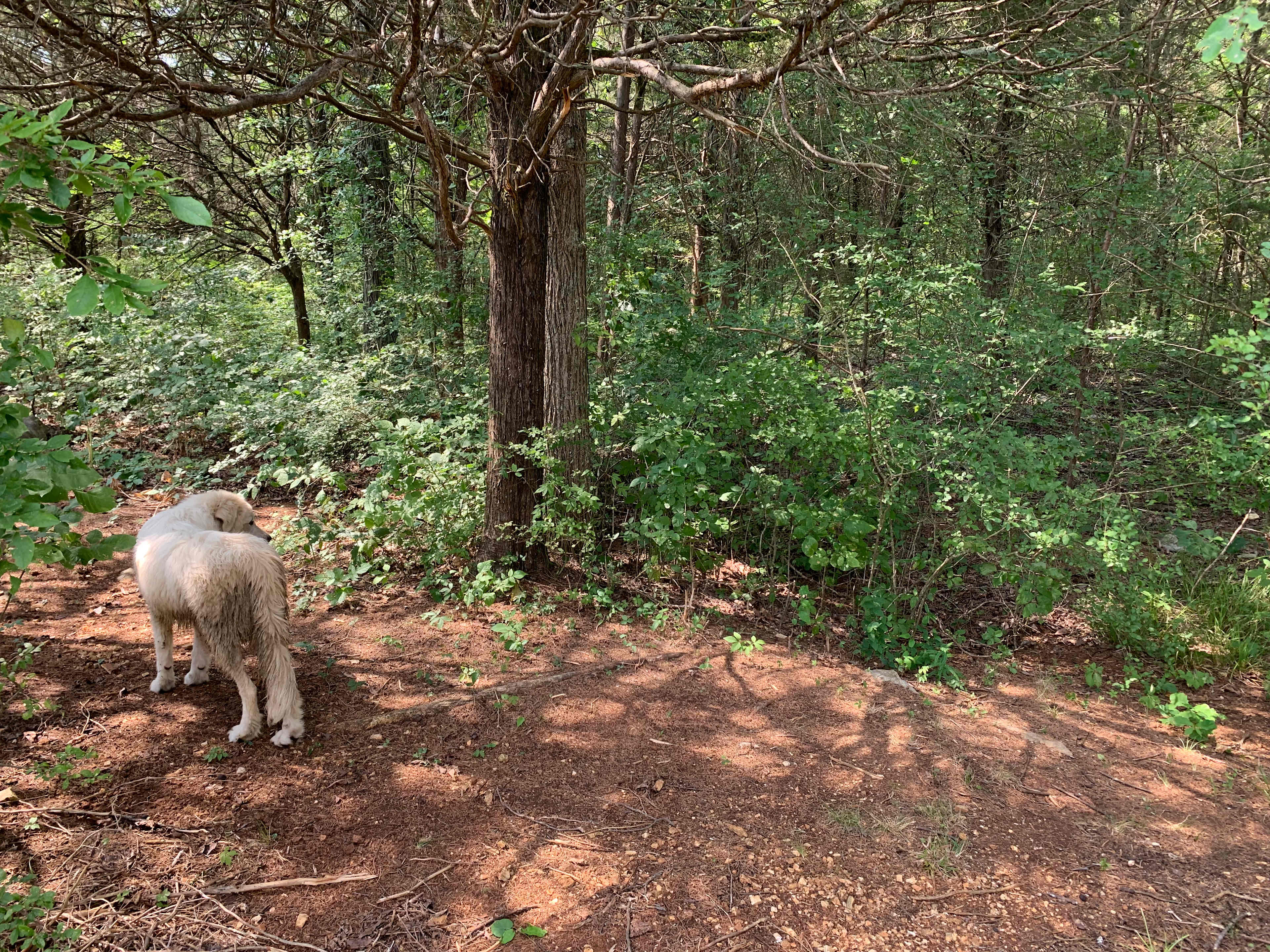 Site 2 path in tree line
