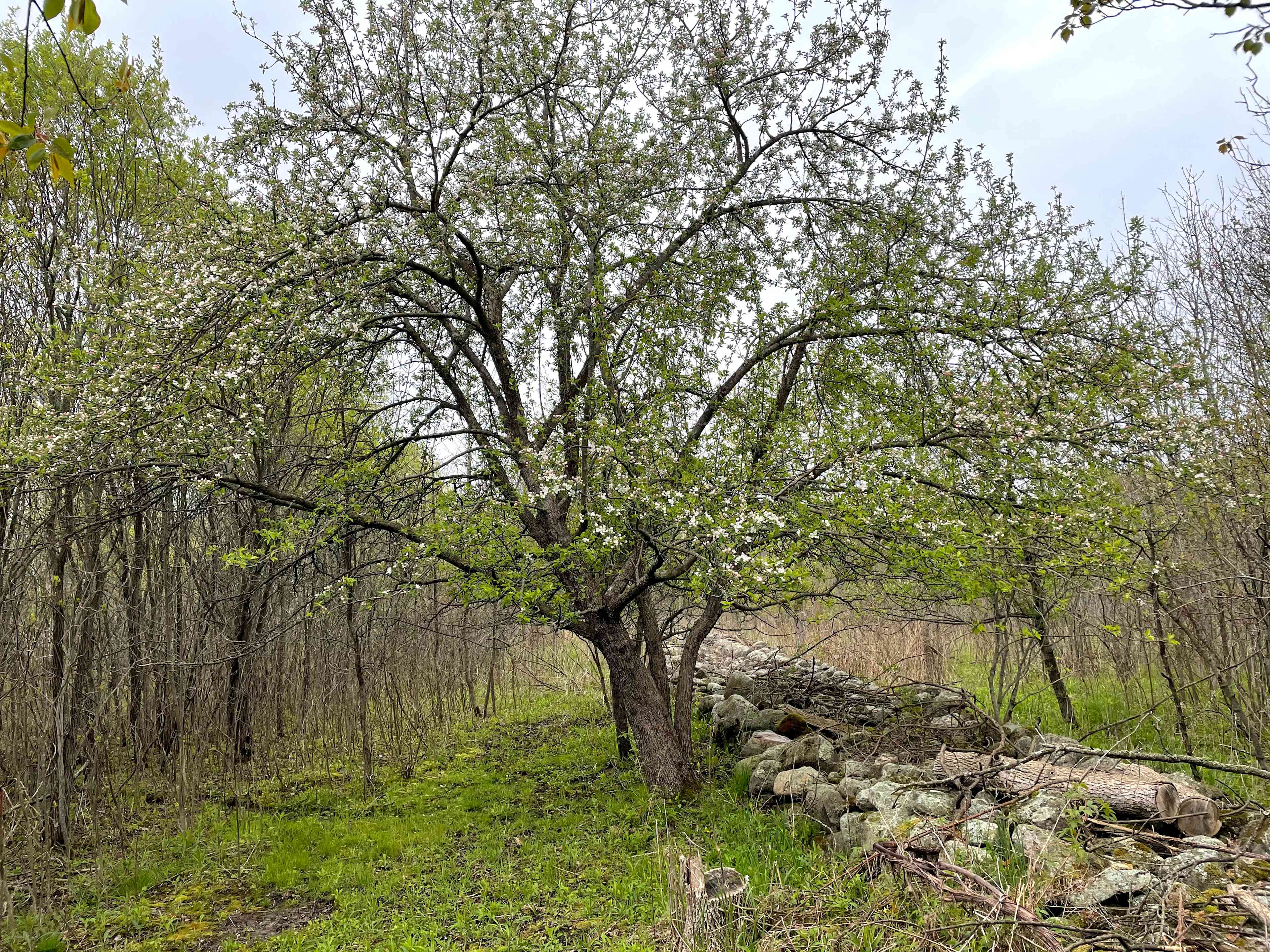 Rock walls like this run around and through Cricket Ranch. They are from clearing farm fields 150+ years ago. 480-460 mya, this spot was near the edge of an inland sea. Glacial forces brought some fossils to the surface & can be now found in the rock walls.