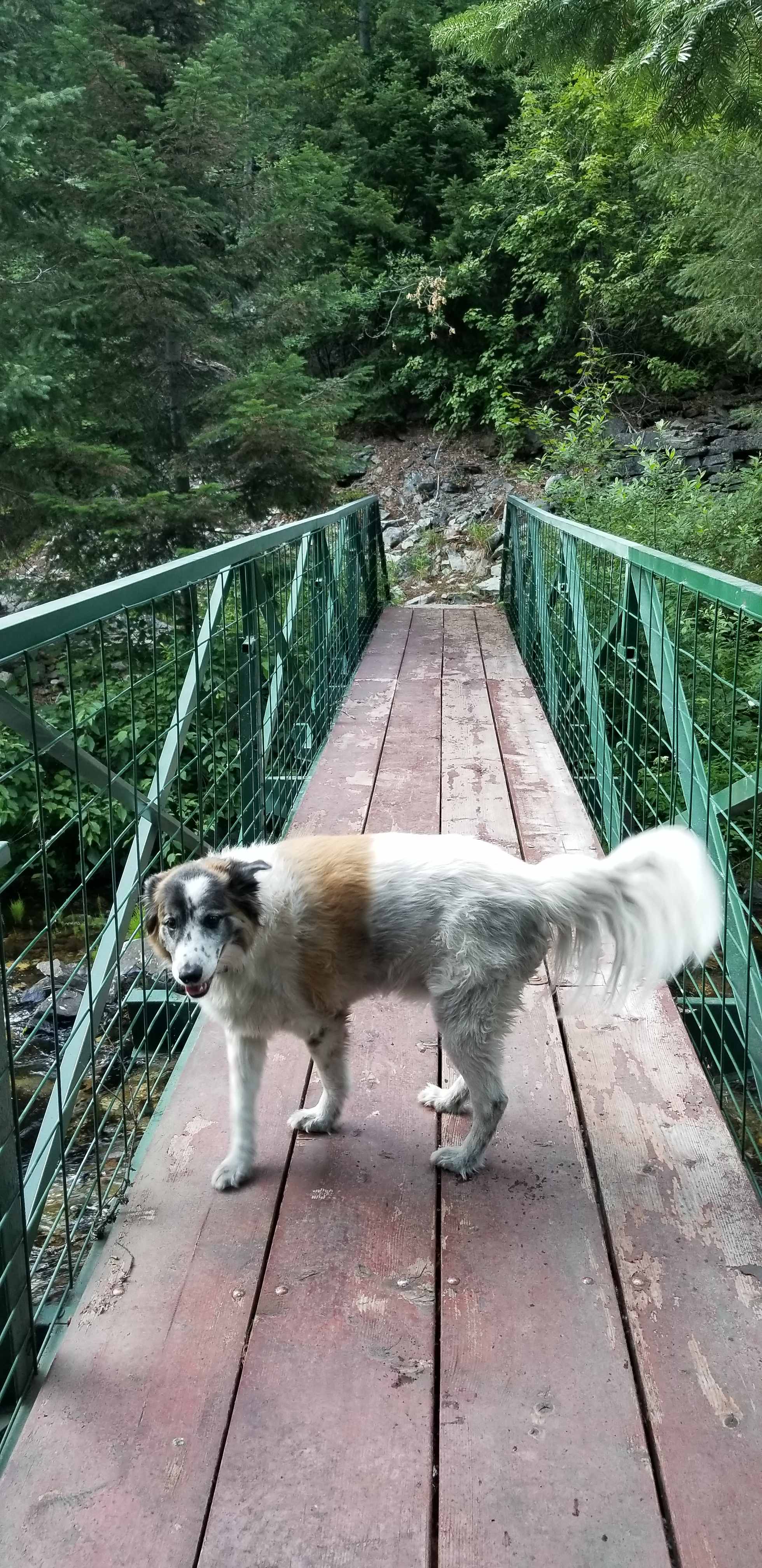 Pedestrian bridge is safe and secure. The kids and dogs sat up there listening to the water for a long time.