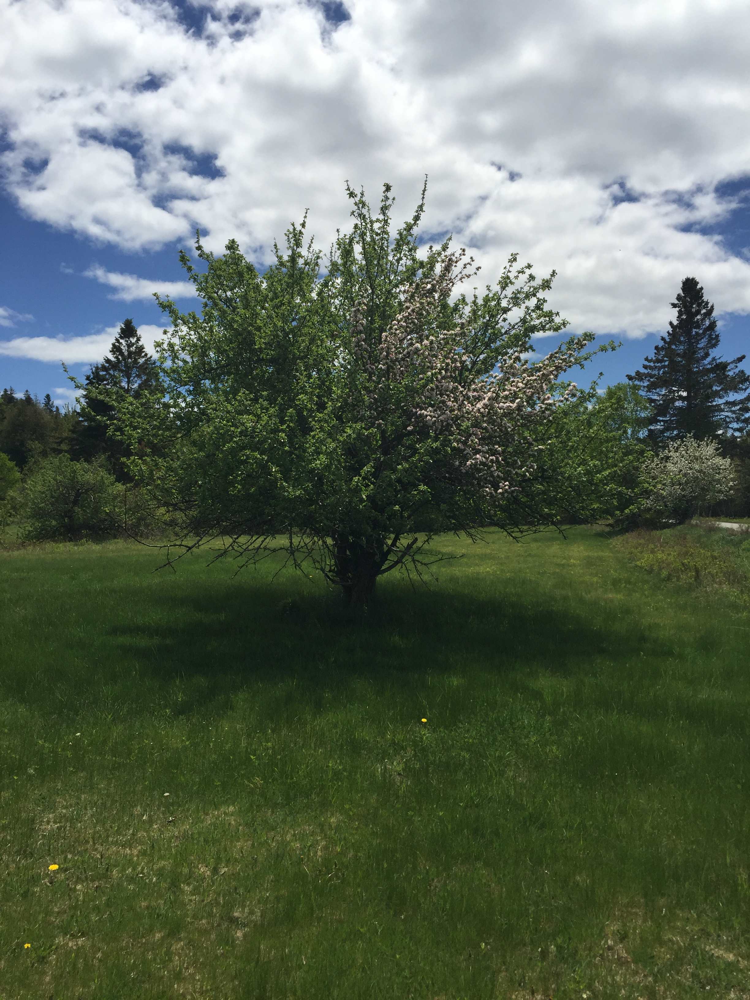 One of my apple trees on the Villa Maria Lane.  The trees are plentiful and so, therefore, are the deer.