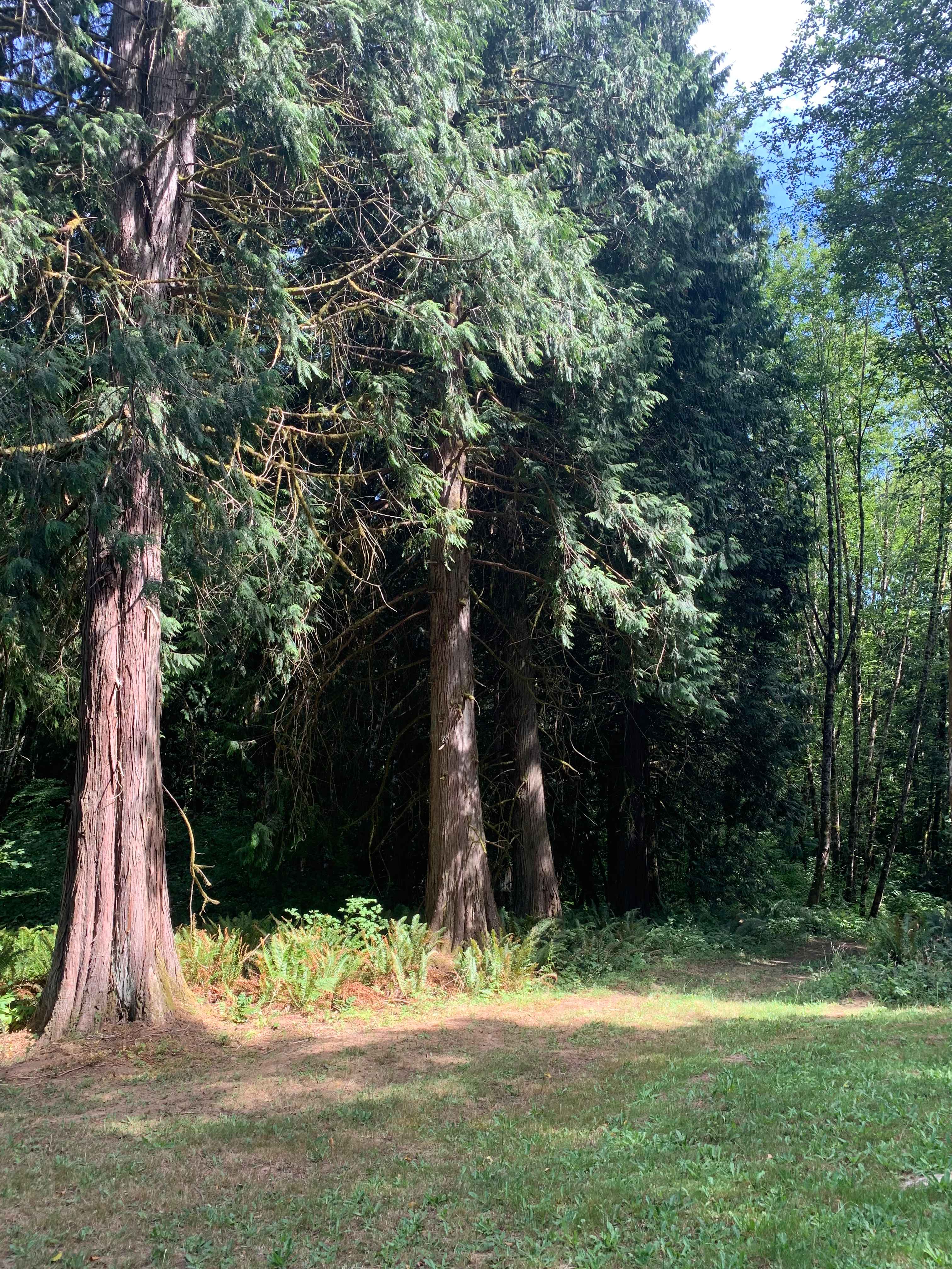 Secluded Tent Site in Trees