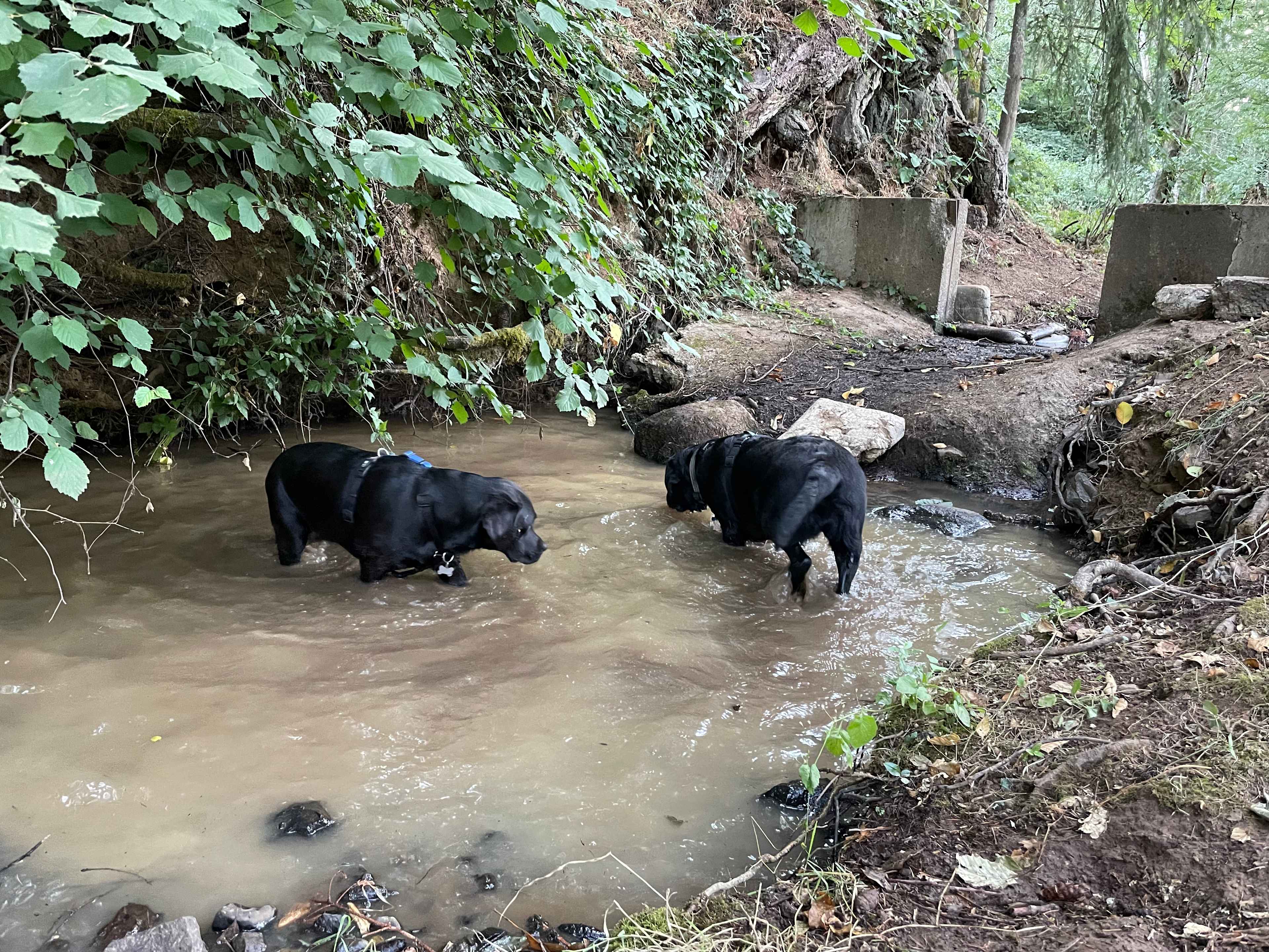 The deepest creek pool for dog shenanigans. 