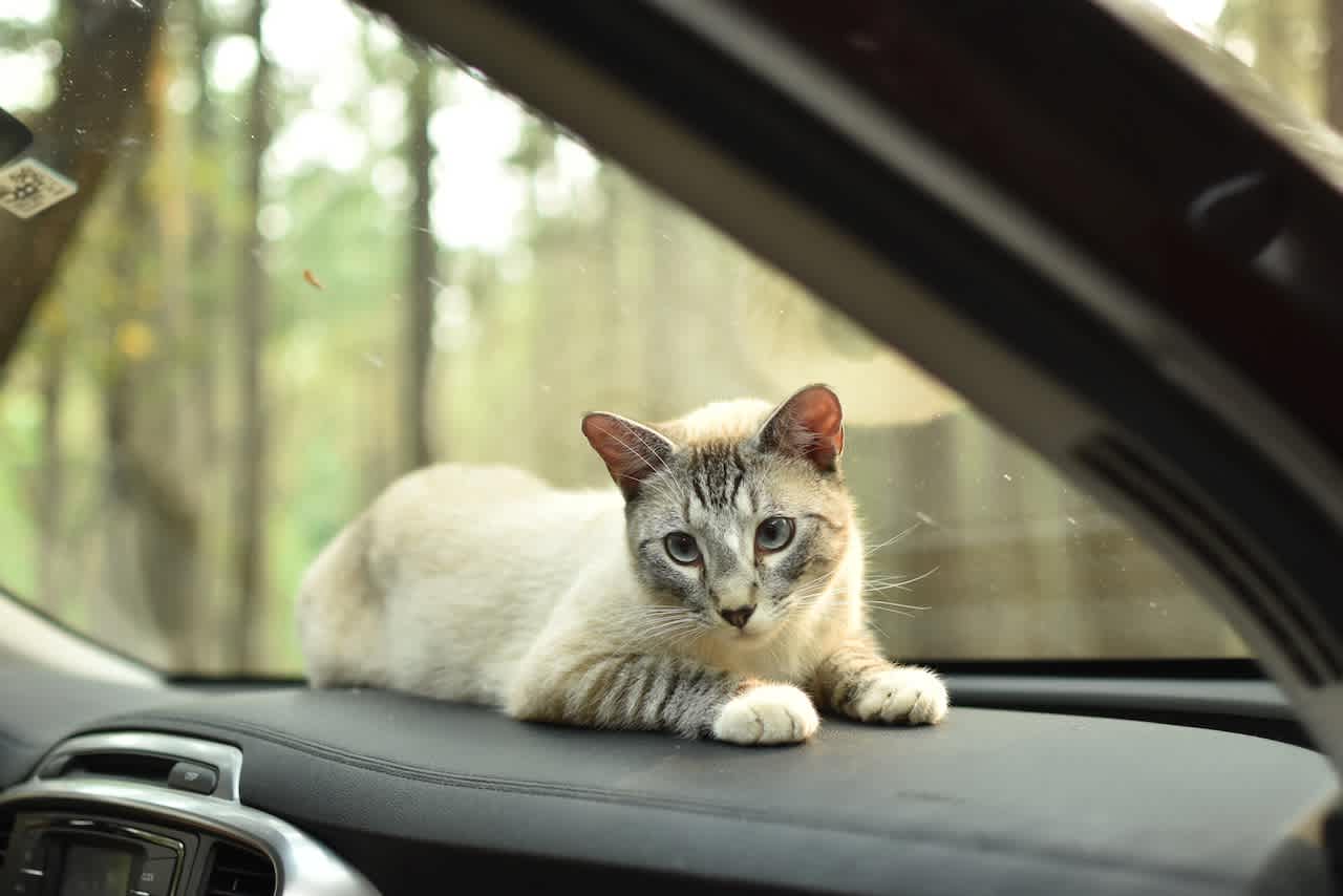 One of their sweet cats who almost tried to catch a ride home with us :) 